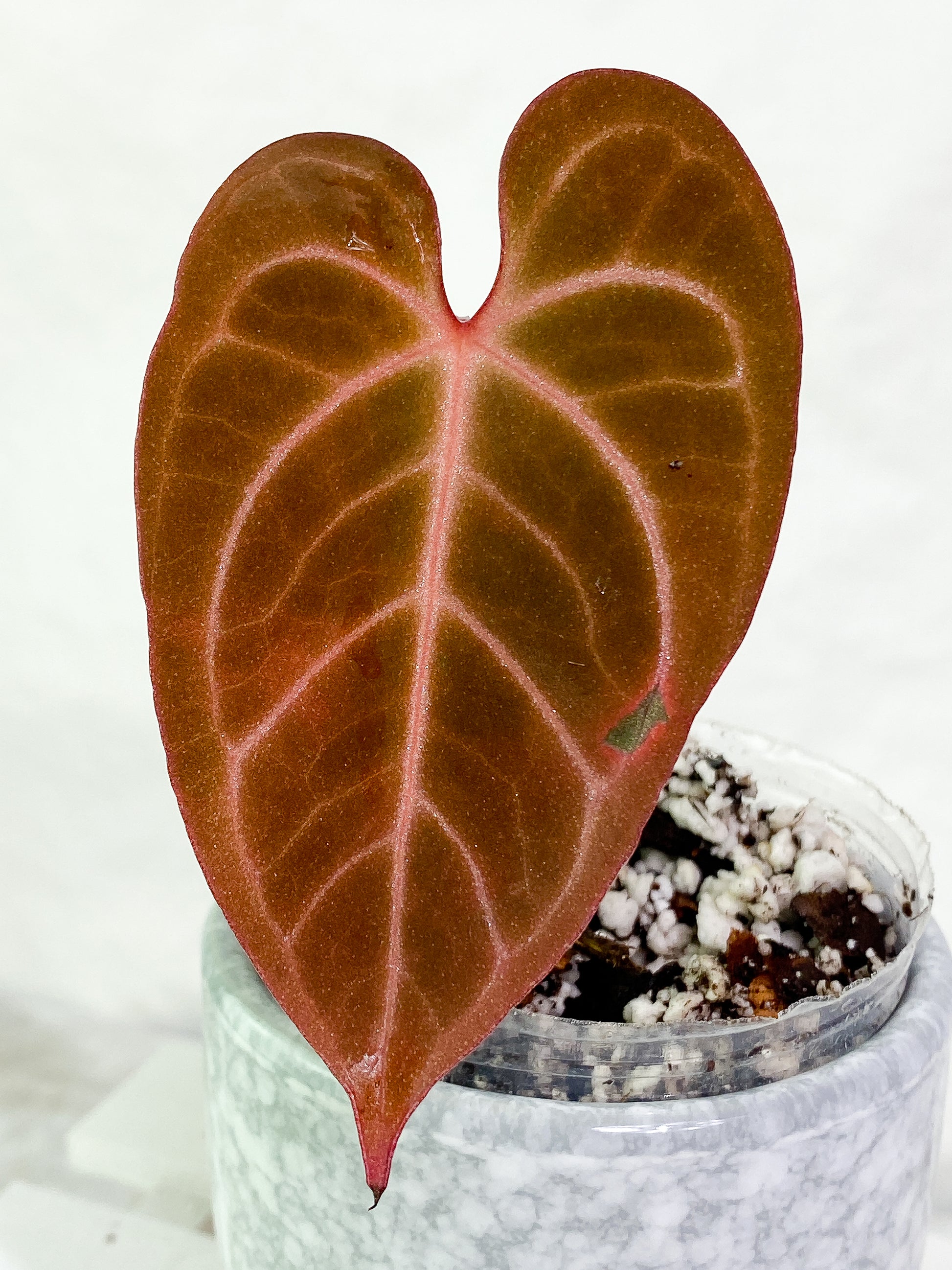 Anthurium Raven's Heart (Ace of Spades x Papillilaminum) rooted 1 leaf 1  sprout