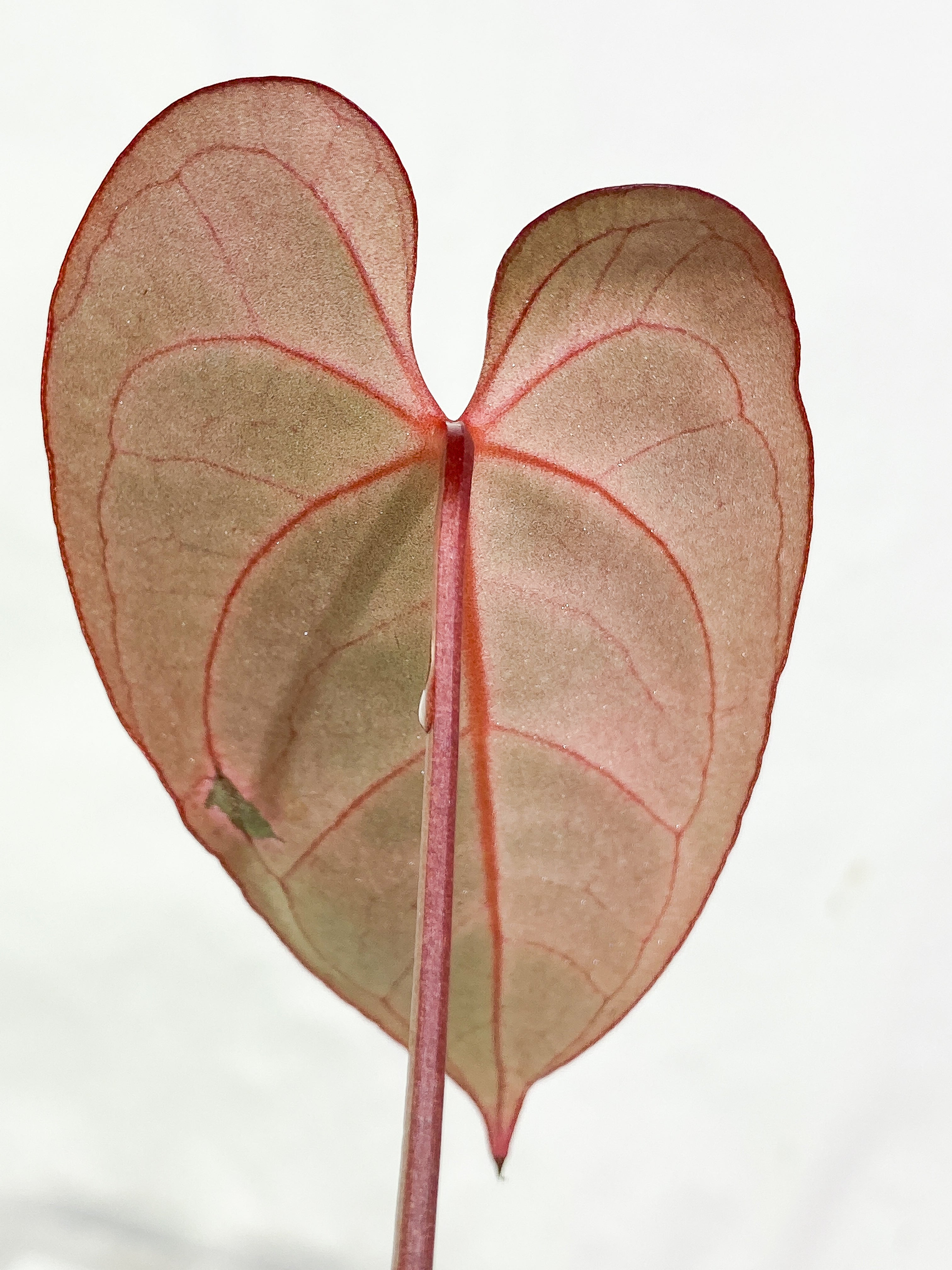 Anthurium Raven's Heart (Ace of Spades x Papillilaminum) rooted 1 leaf 1 sprout