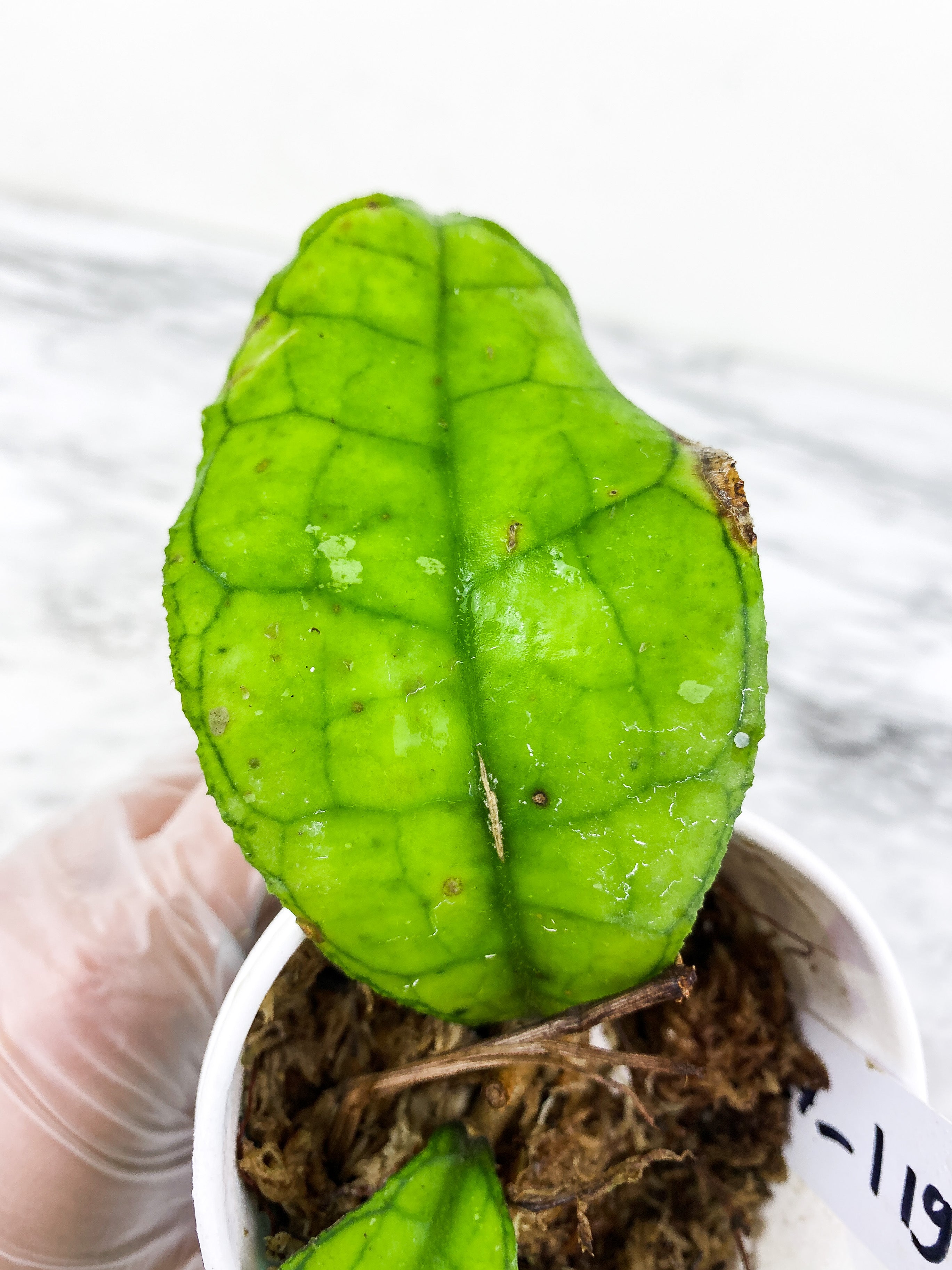 Hoya Finlaysonii gunung hybrid rooted 2  leaves