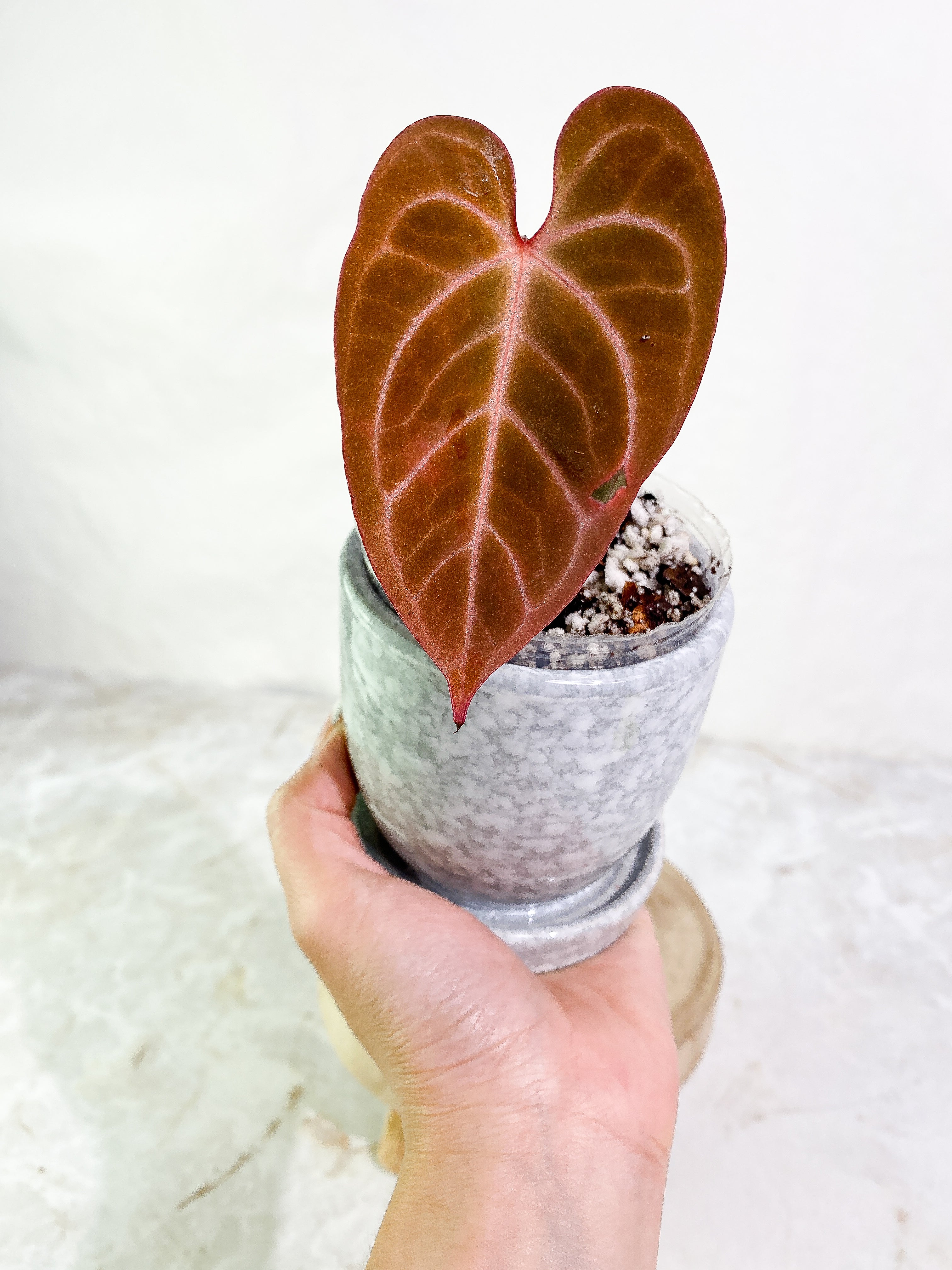 Anthurium Raven's Heart (Ace of Spades x Papillilaminum) rooted 1 leaf 1 sprout