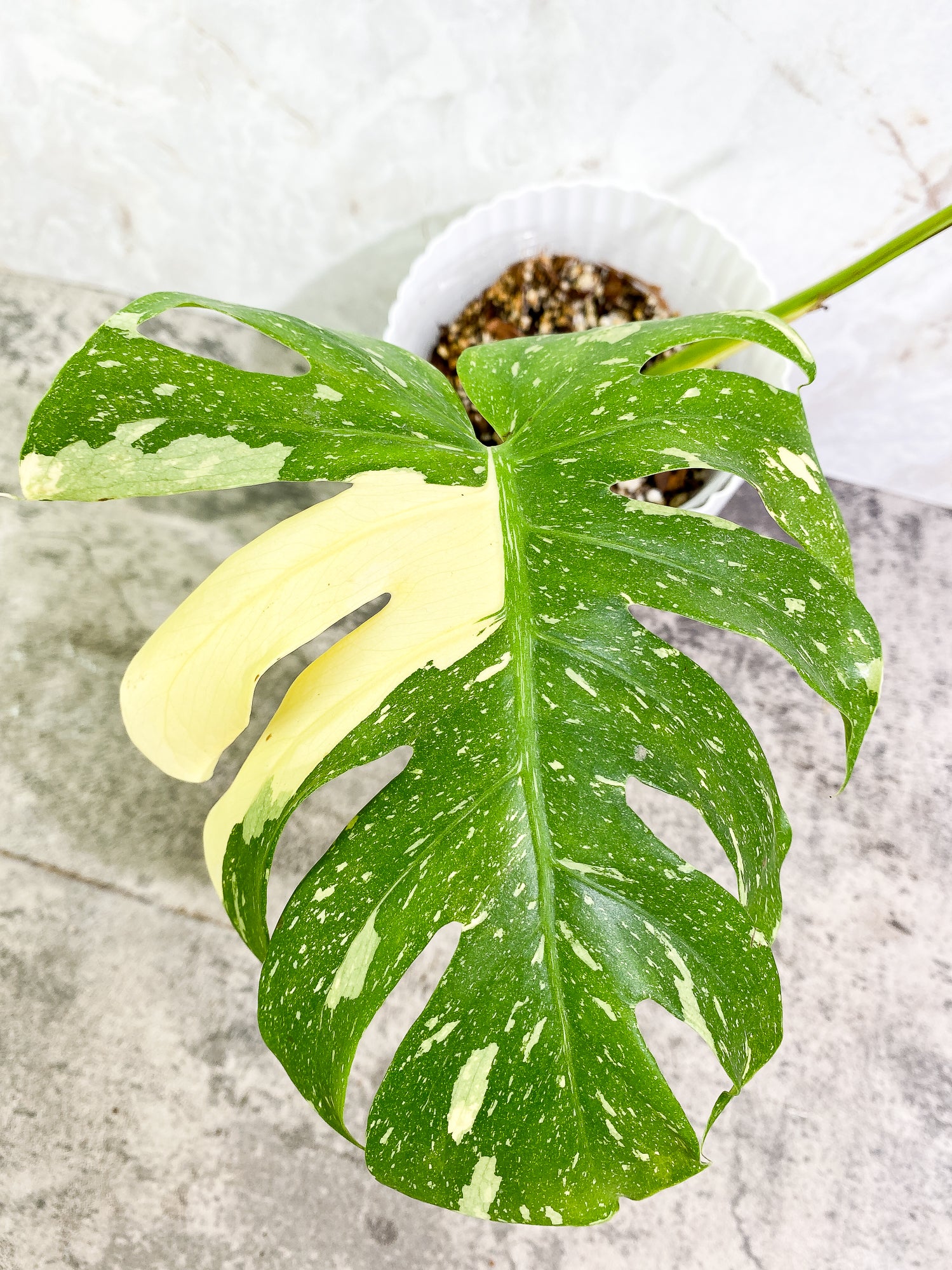 Monstera Thai Constellation 1 leaf rooted