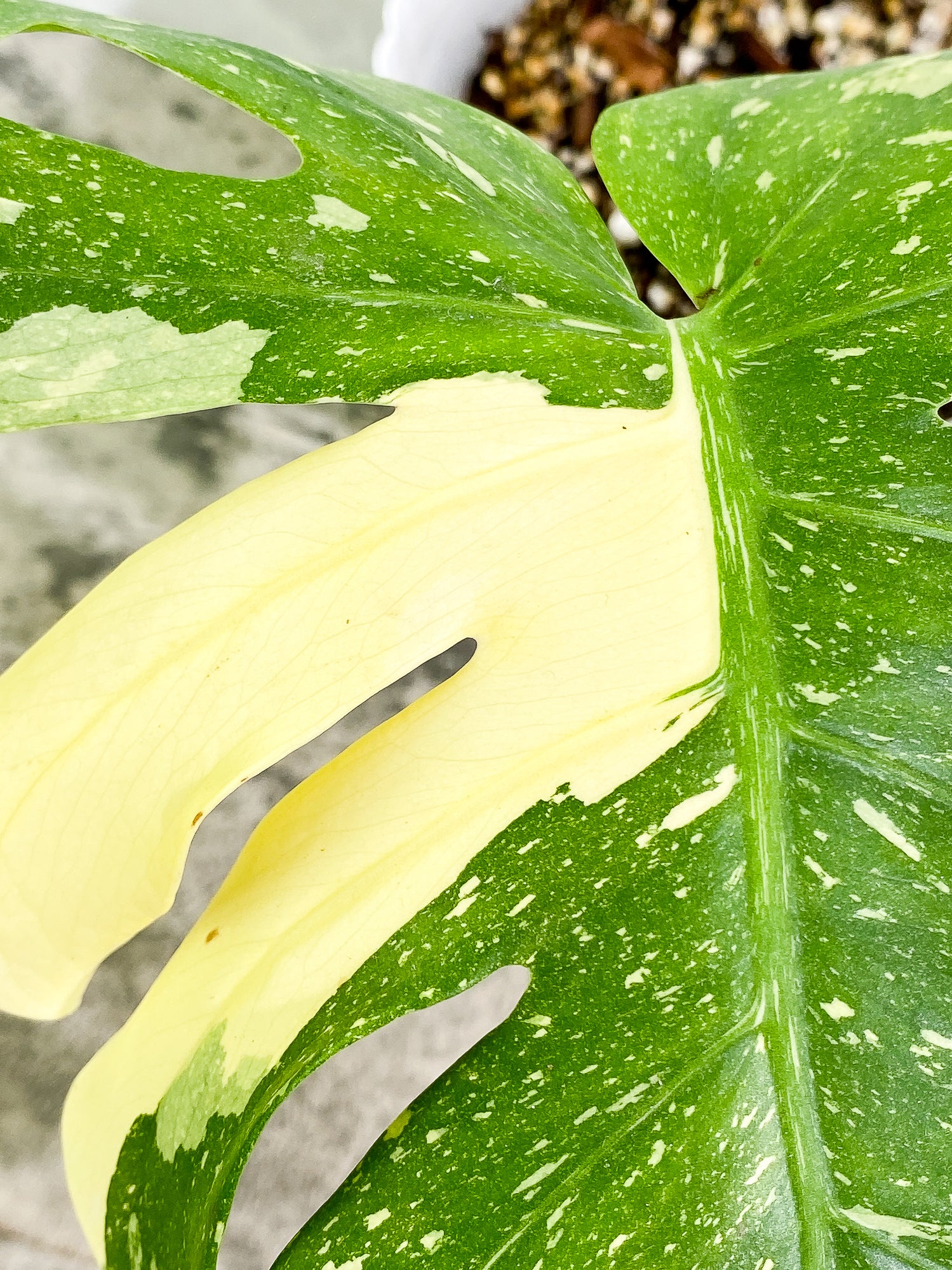 Monstera Thai Constellation 1 leaf rooted