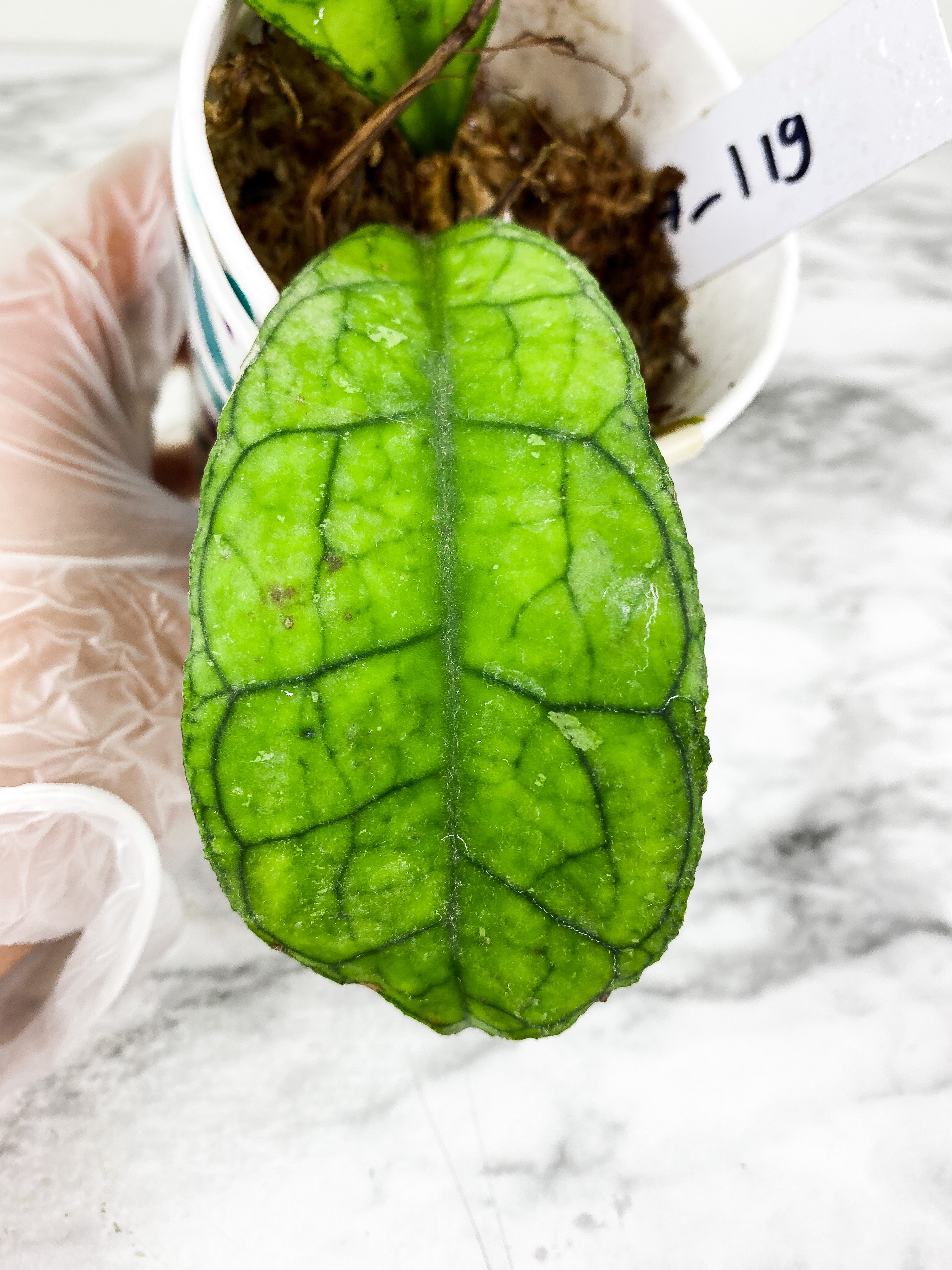 Hoya Finlaysonii gunung hybrid rooted 2  leaves