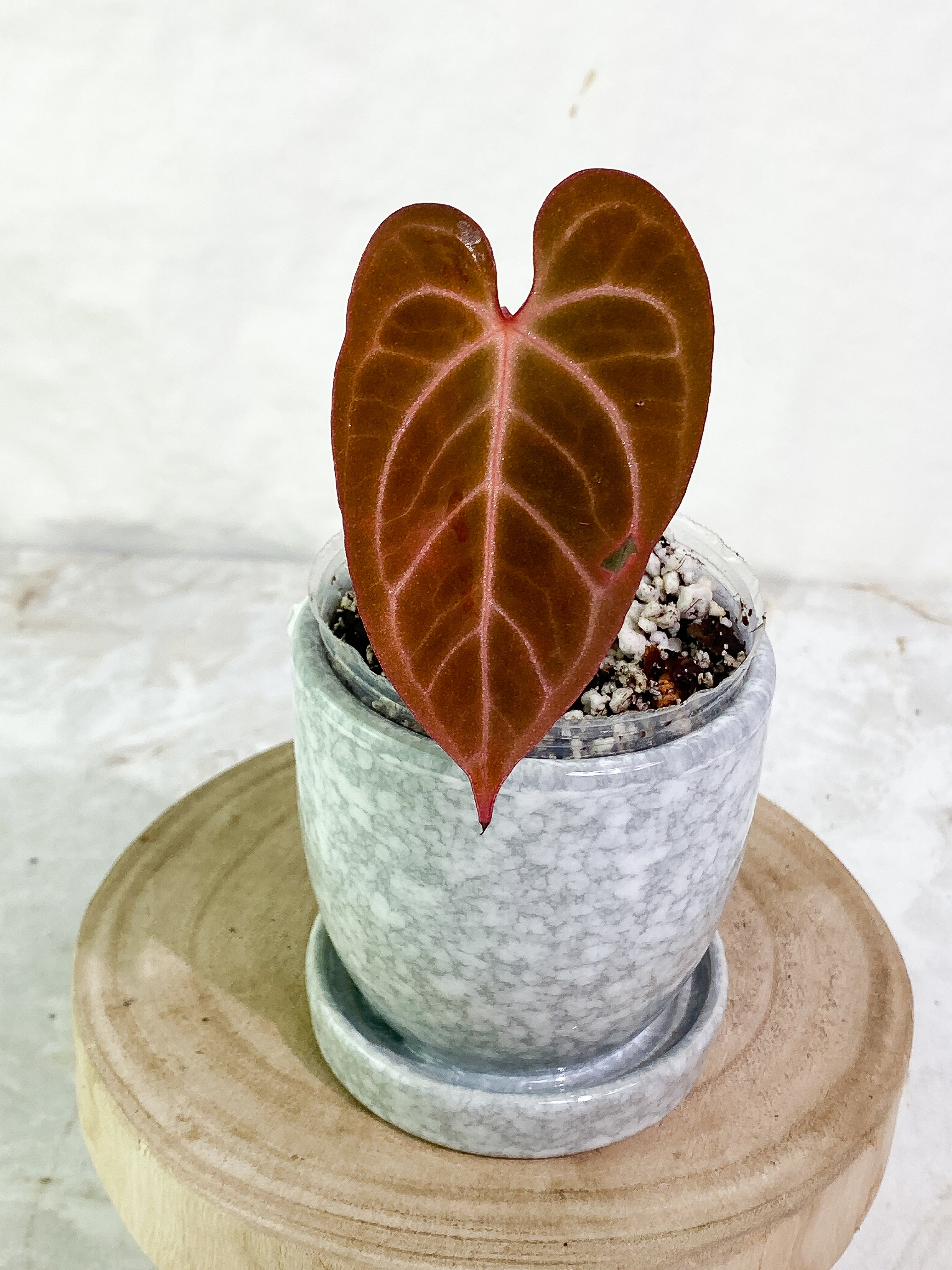 Anthurium Raven's Heart (Ace of Spades x Papillilaminum) rooted 1 leaf 1 sprout