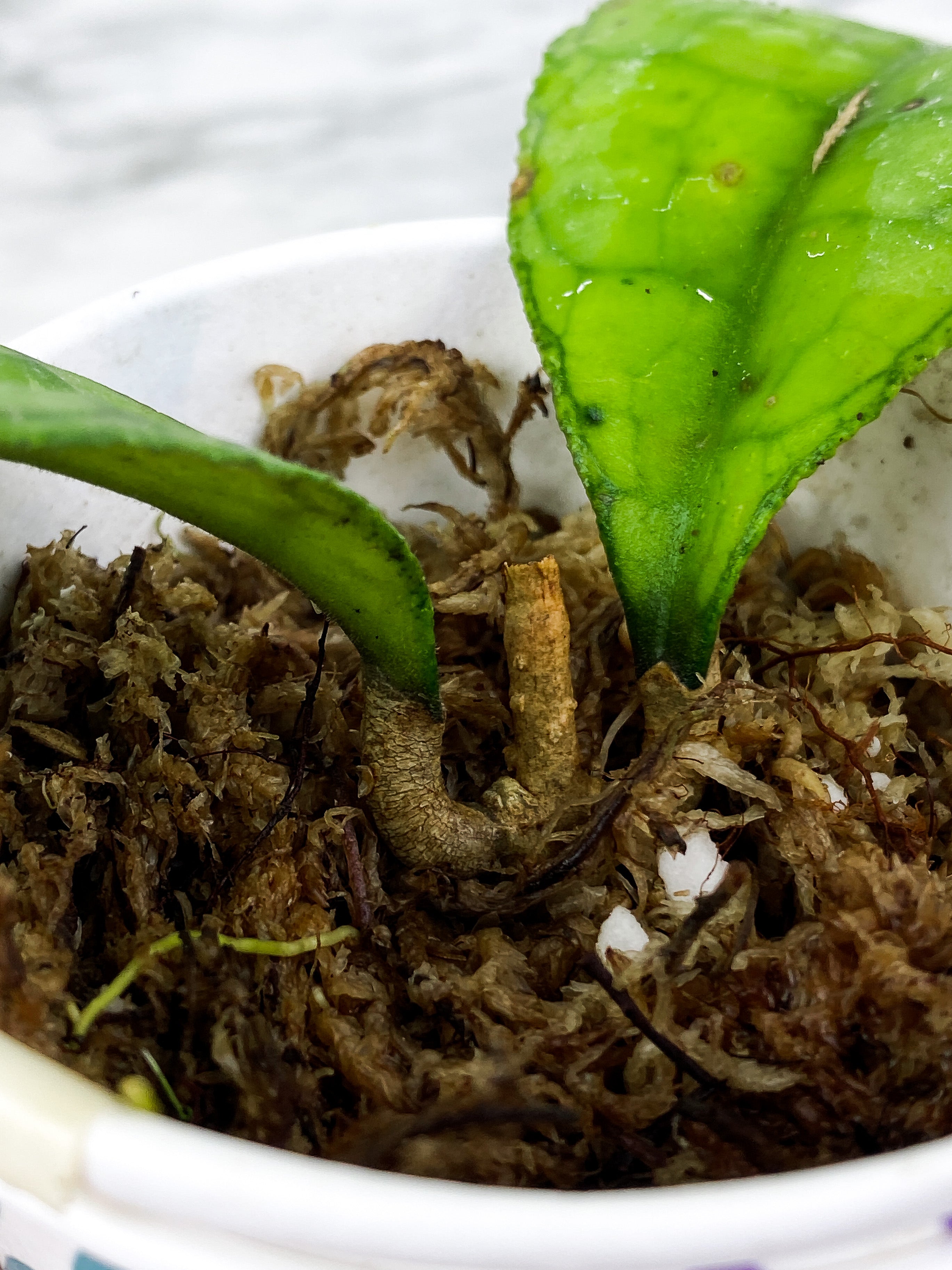 Hoya Finlaysonii gunung hybrid rooted 2  leaves