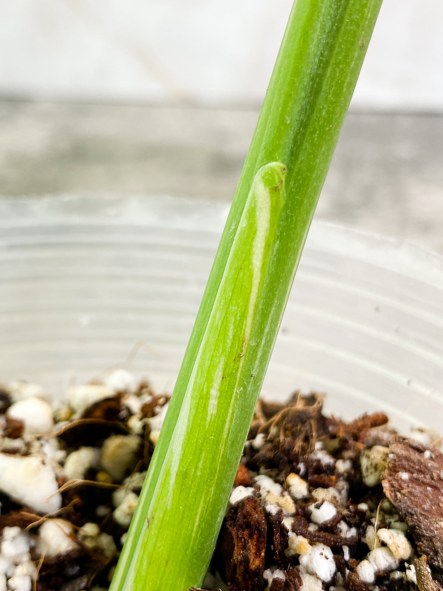 Monstera Thai Constellation 1 leaf rooted