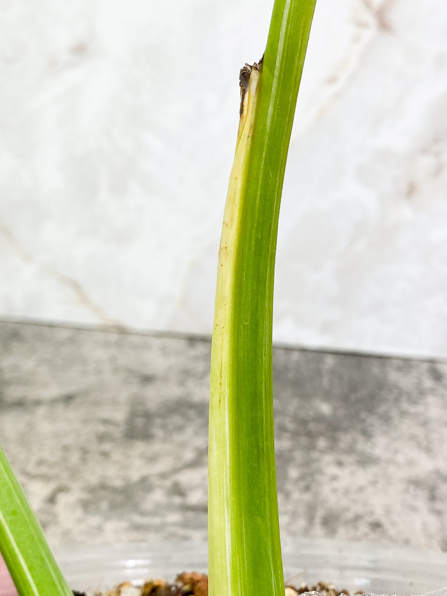 Monstera Thai Constellation 1 leaf rooted