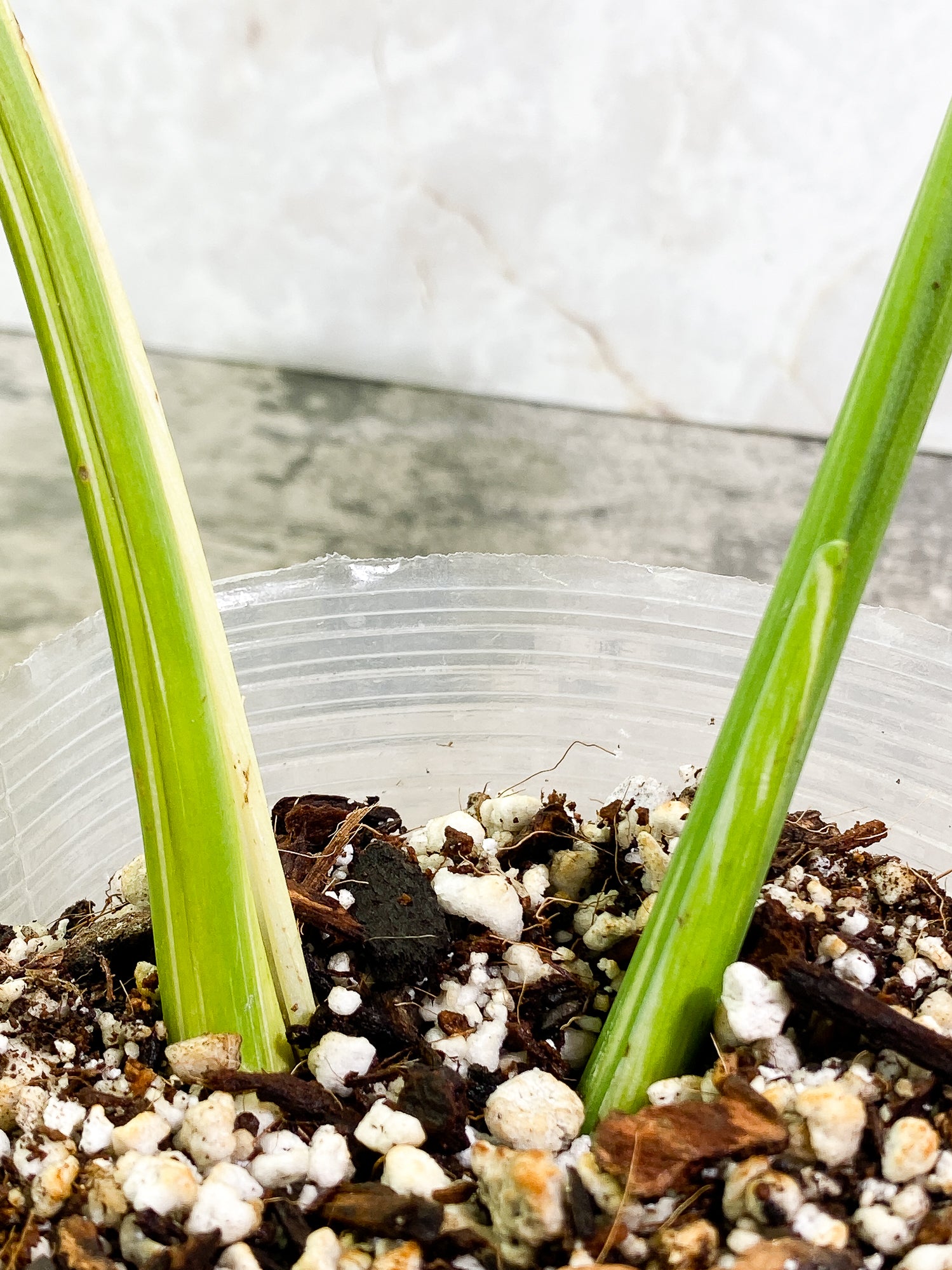 Monstera Thai Constellation 1 leaf rooted