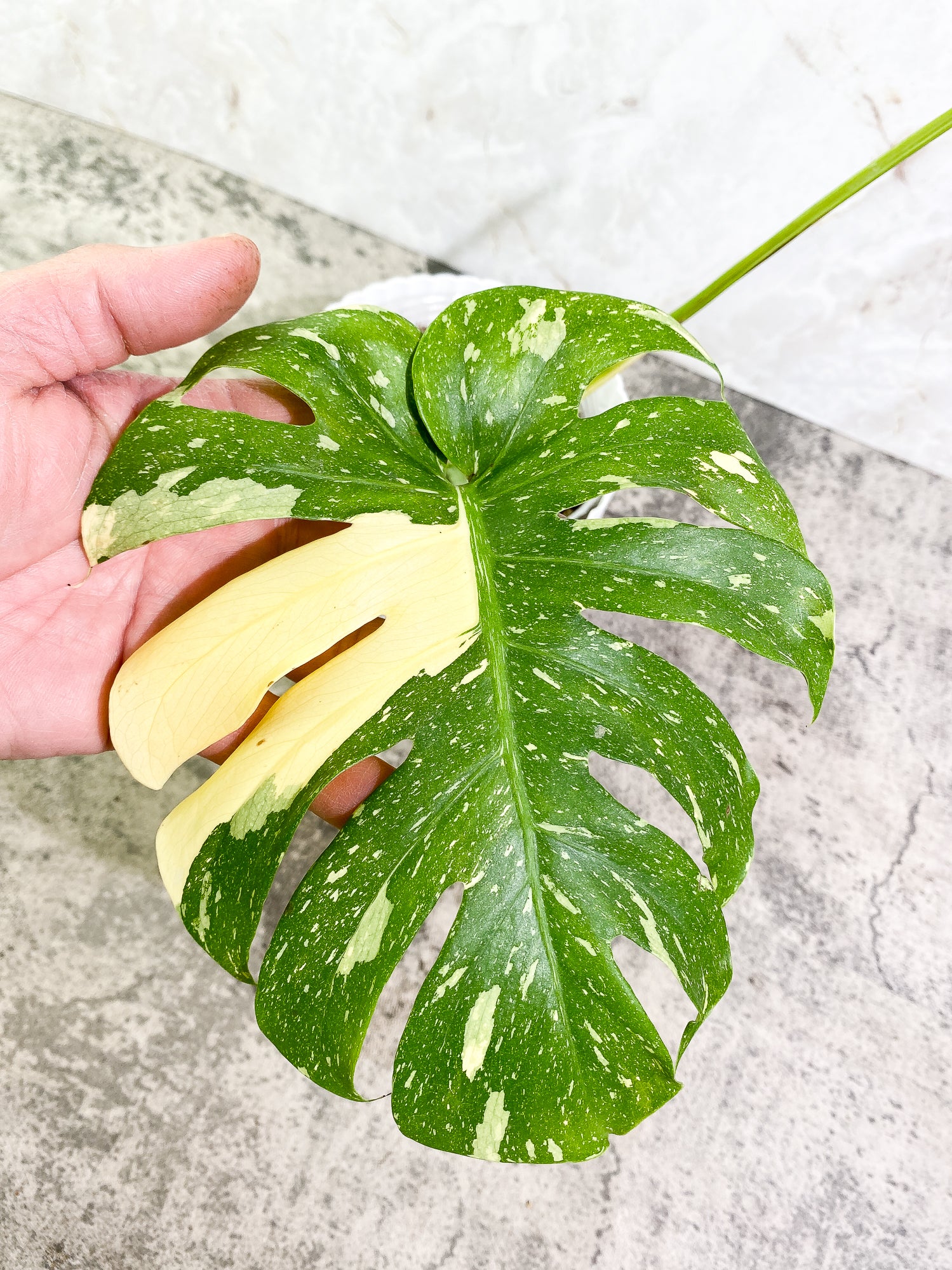 Monstera Thai Constellation 1 leaf rooted