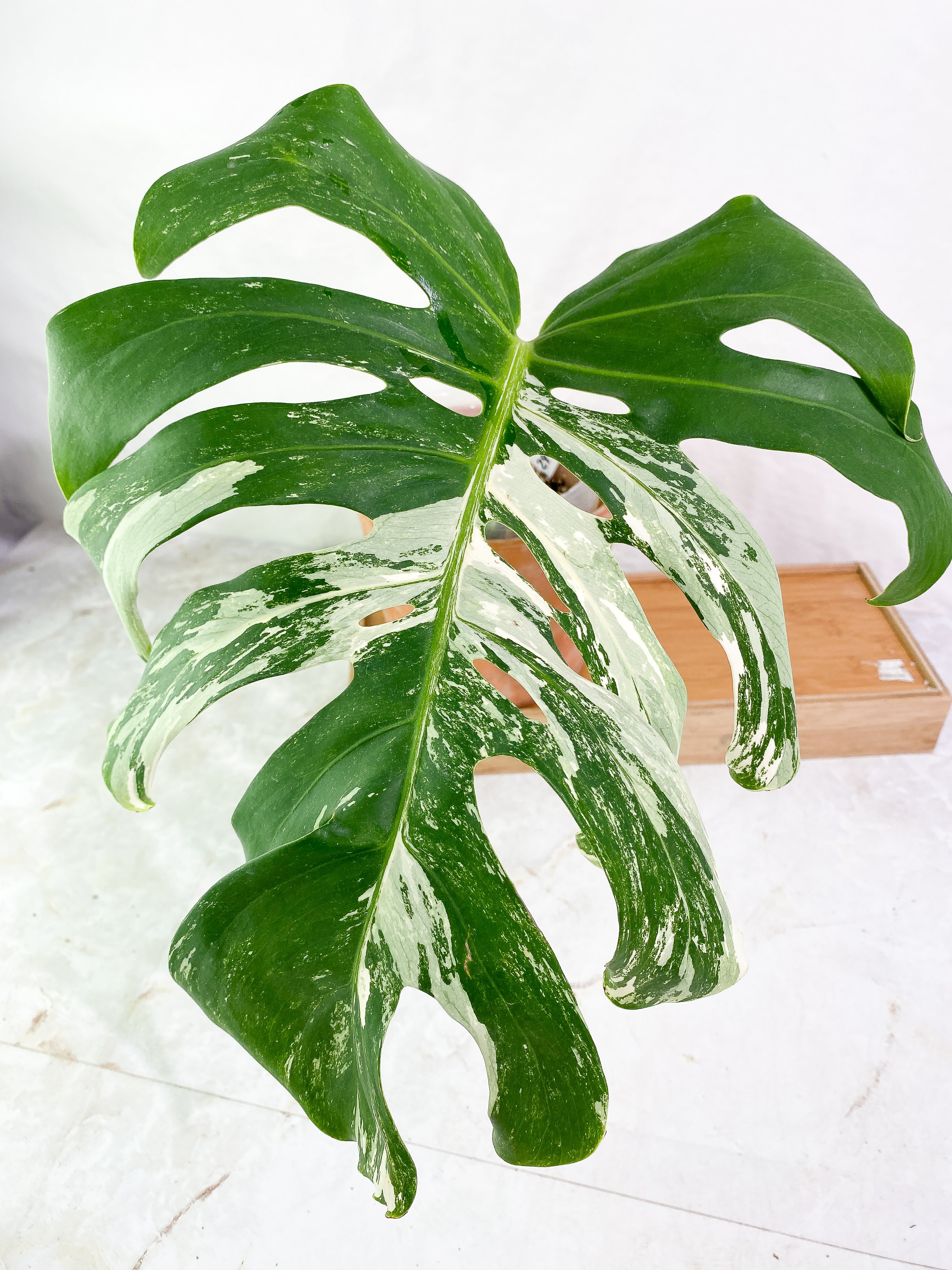 Monstera albo variegated Rooted 1 leaf (13" long)