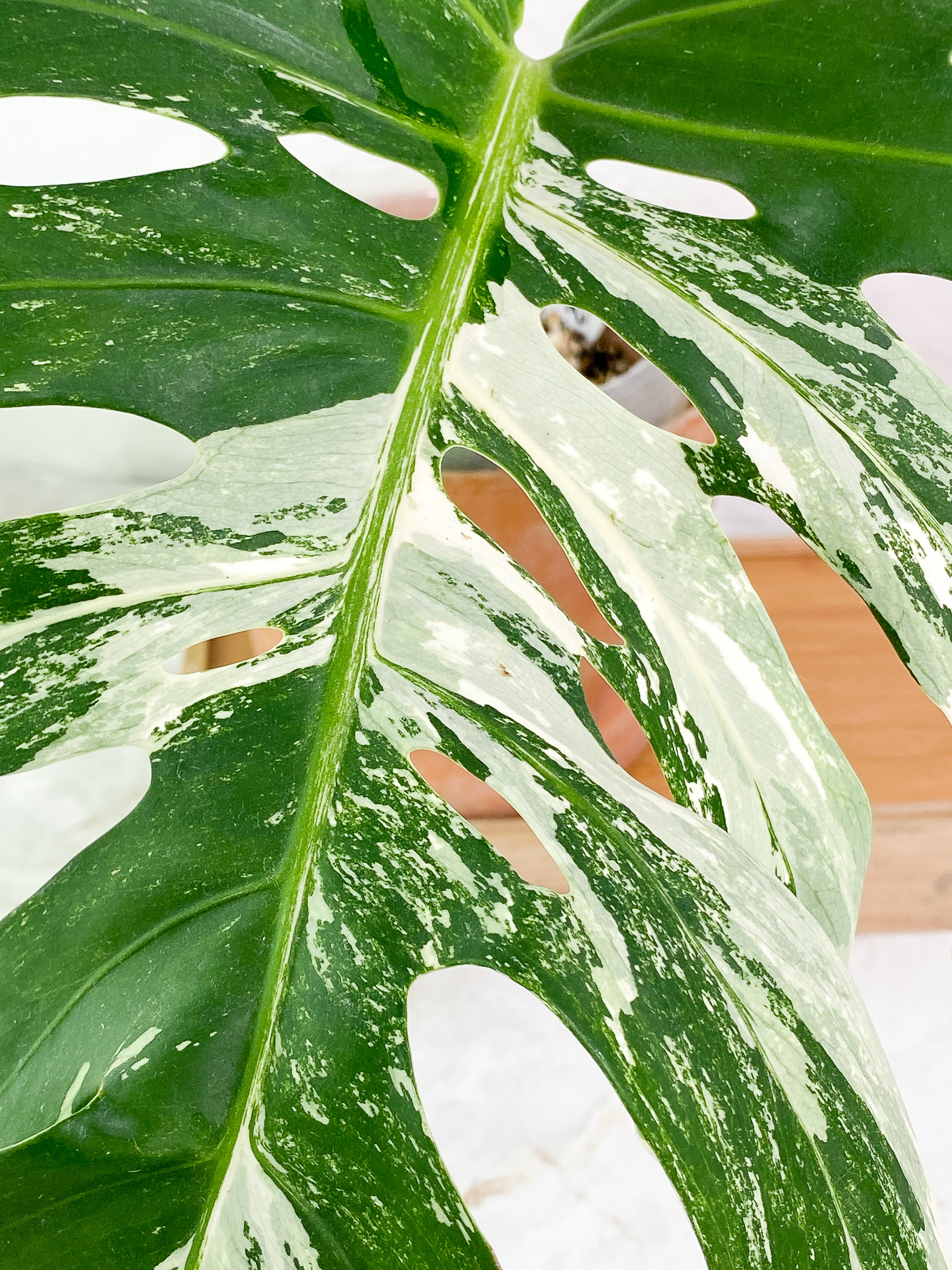 Monstera albo variegated Rooted 1 leaf (13" long)