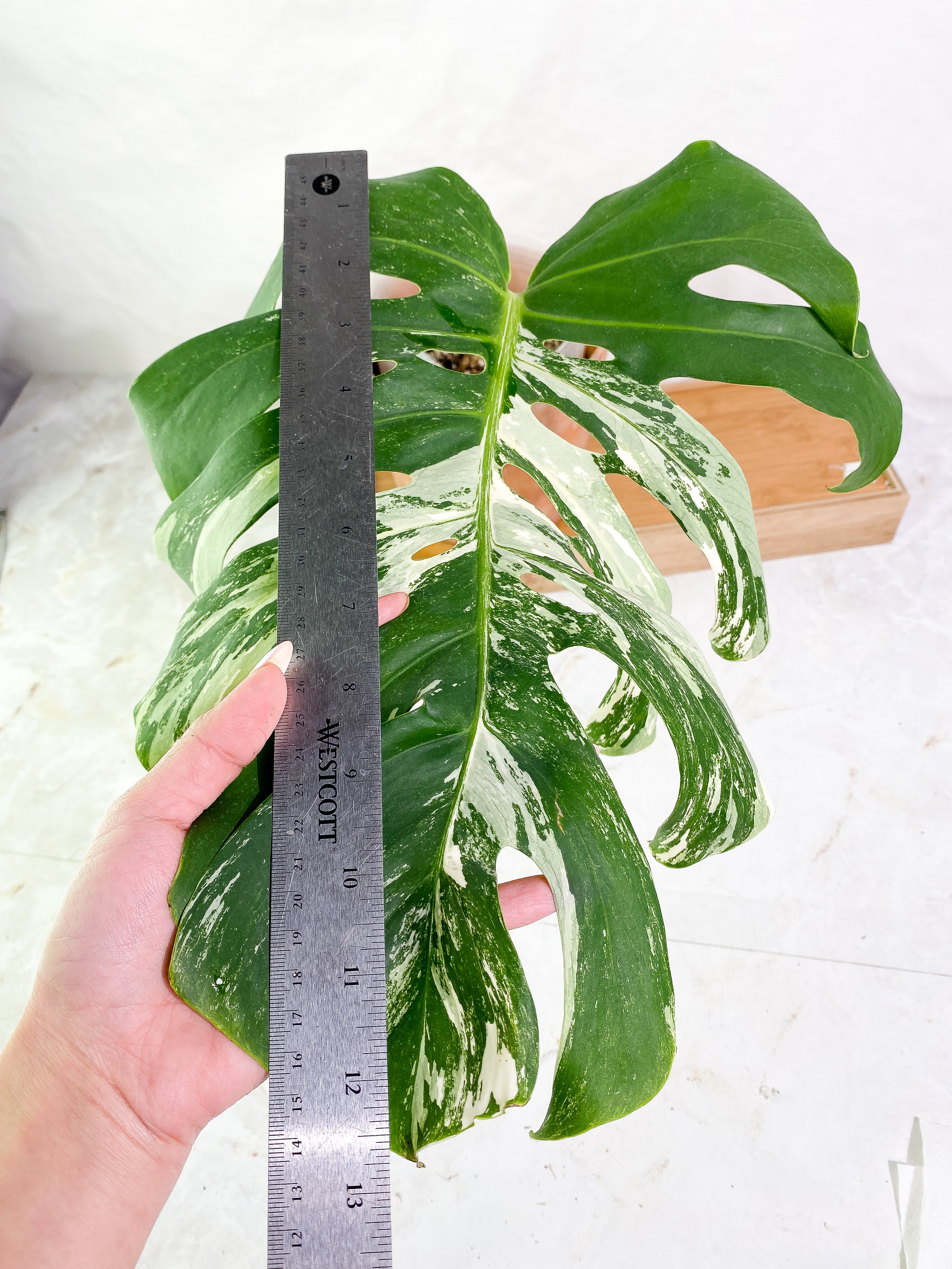 Monstera albo variegated Rooted 1 leaf (13" long)