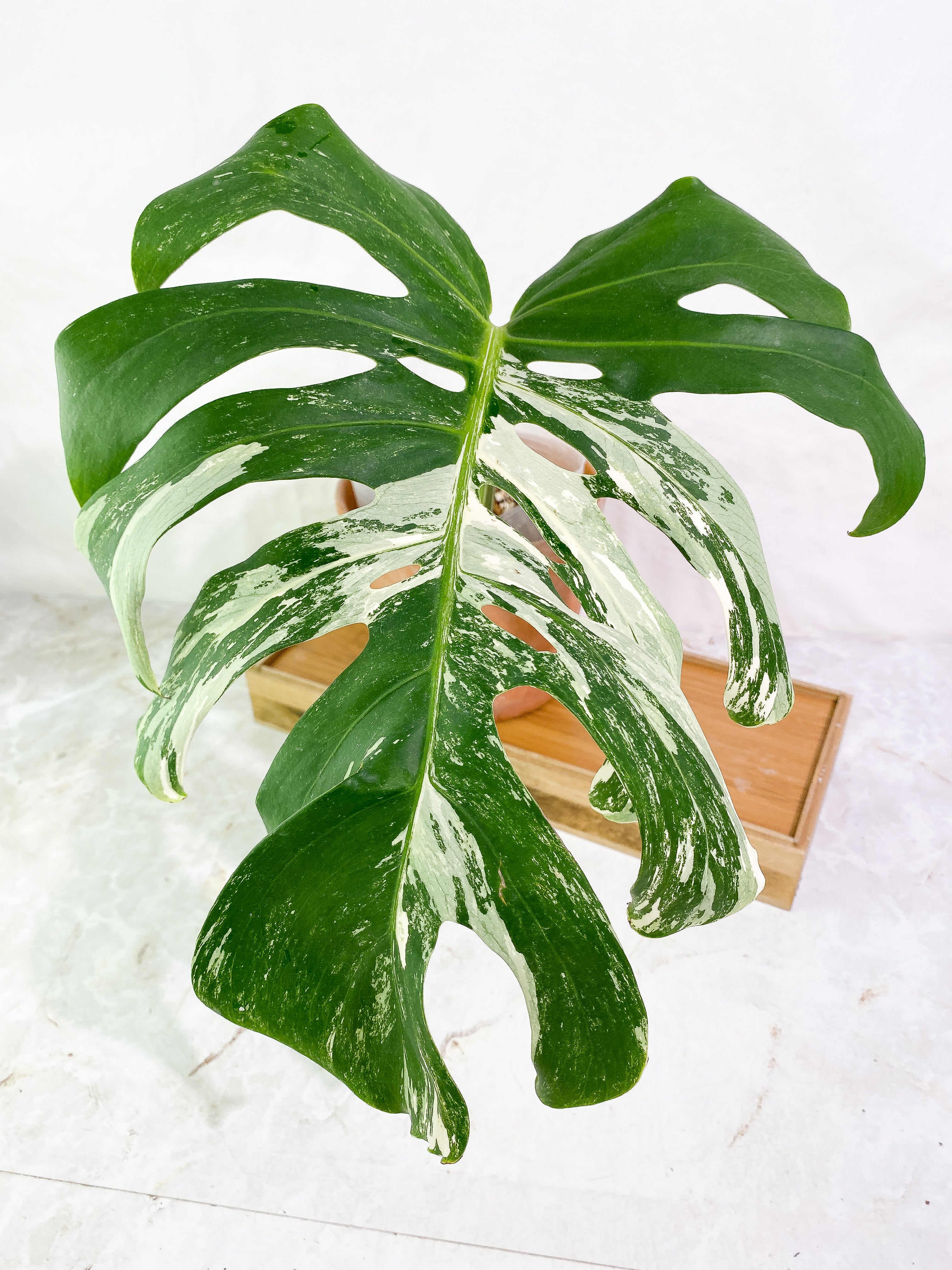 Monstera albo variegated Rooted 1 leaf (13" long)