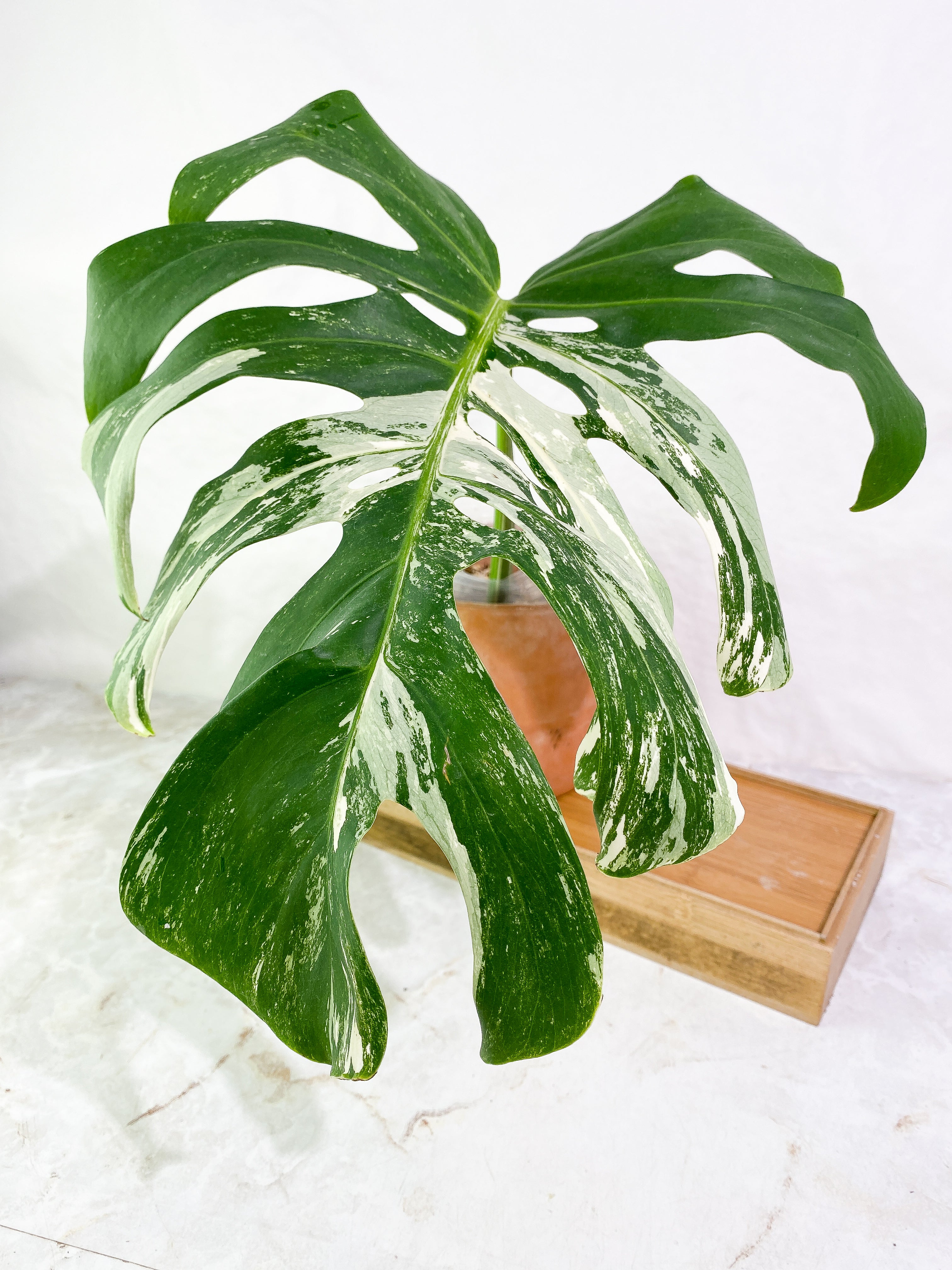 Monstera albo variegated Rooted 1 leaf (13" long)