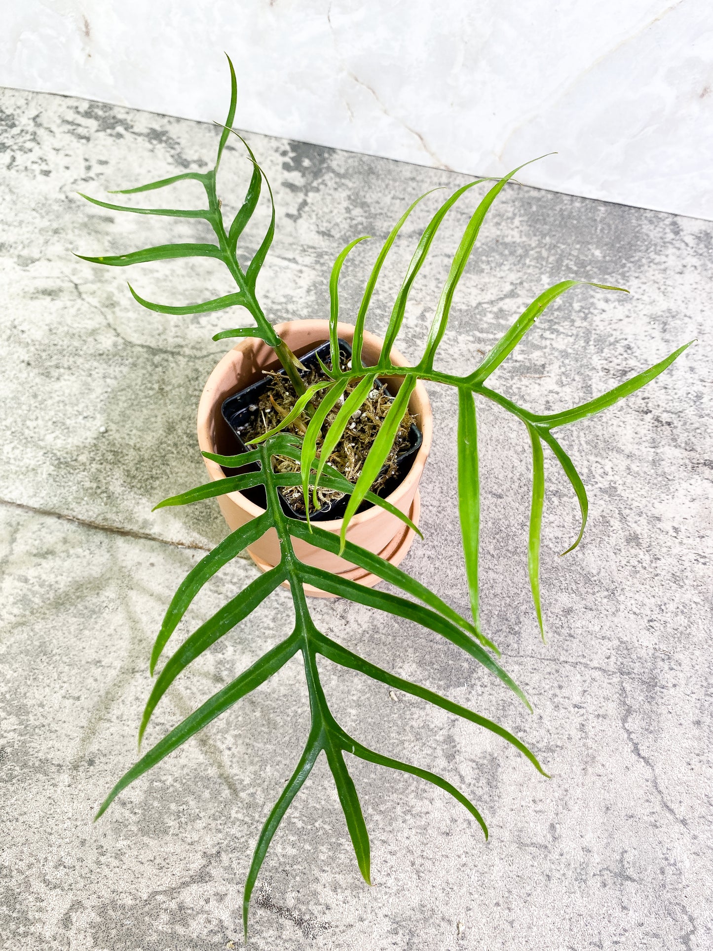 Grower Choice: Philodendron Tortum 3 leaves