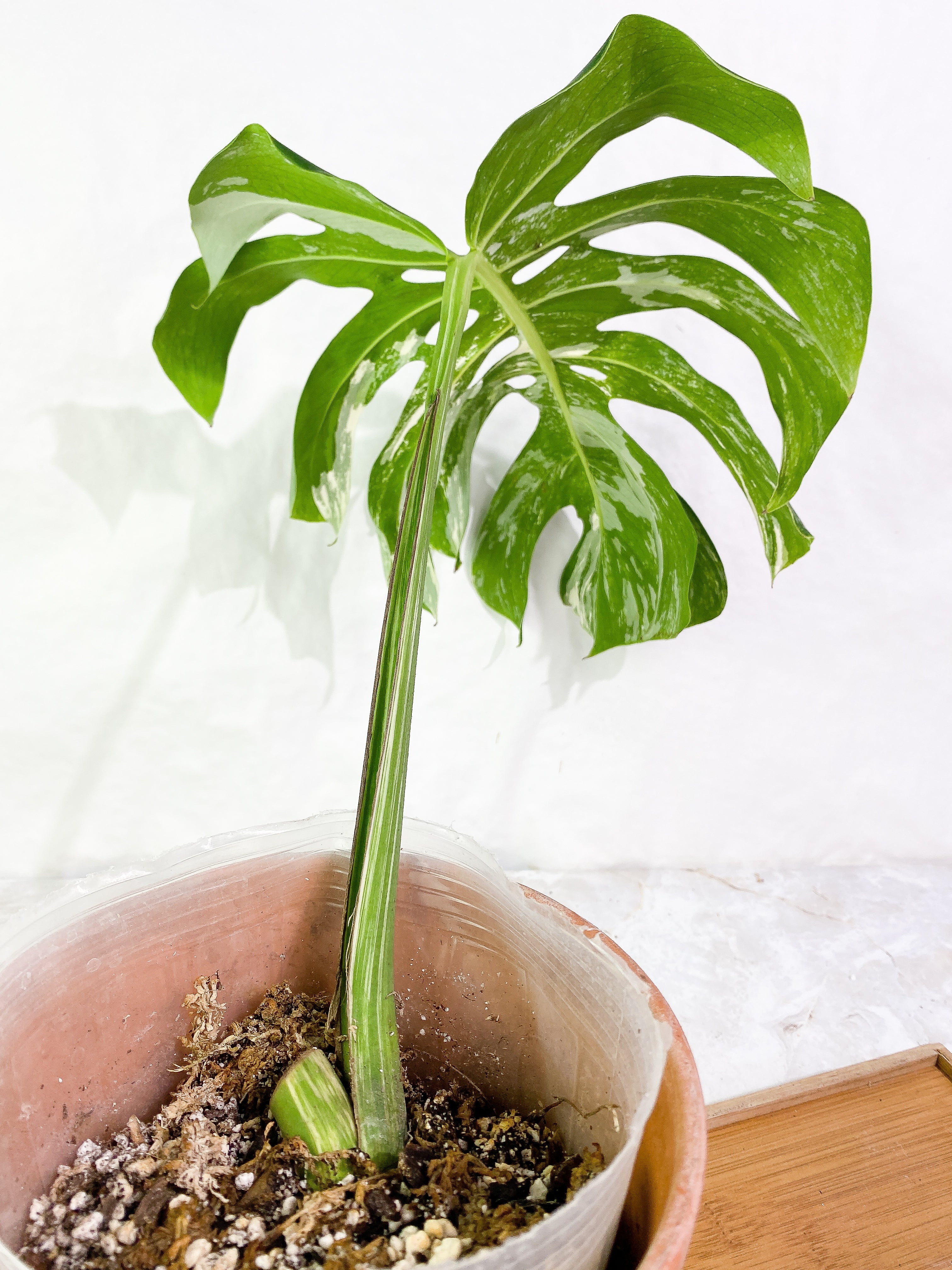 Monstera albo variegated Rooted 1 leaf (13" long)