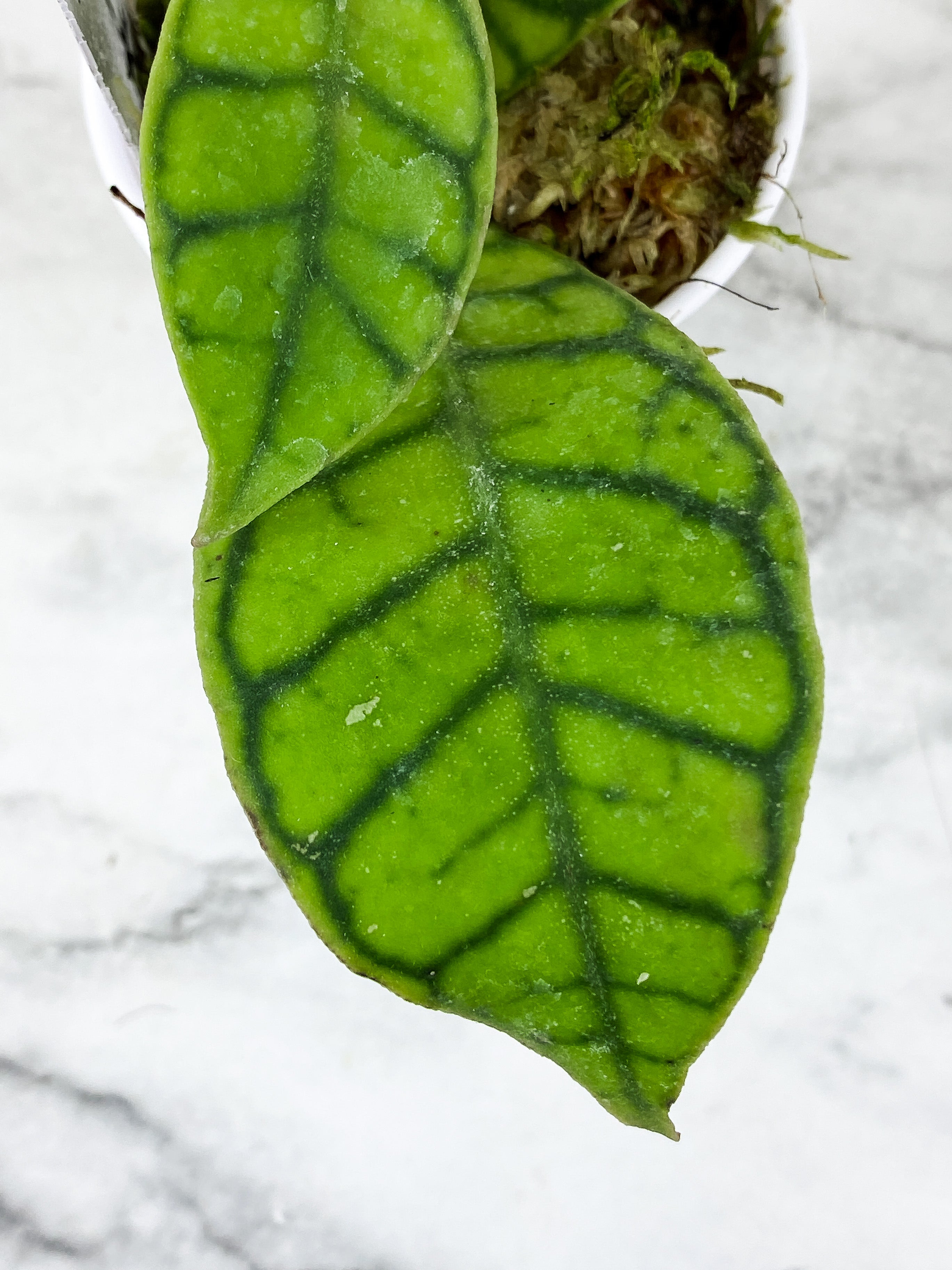 Hoya Calistophylla 3 leaves rooted