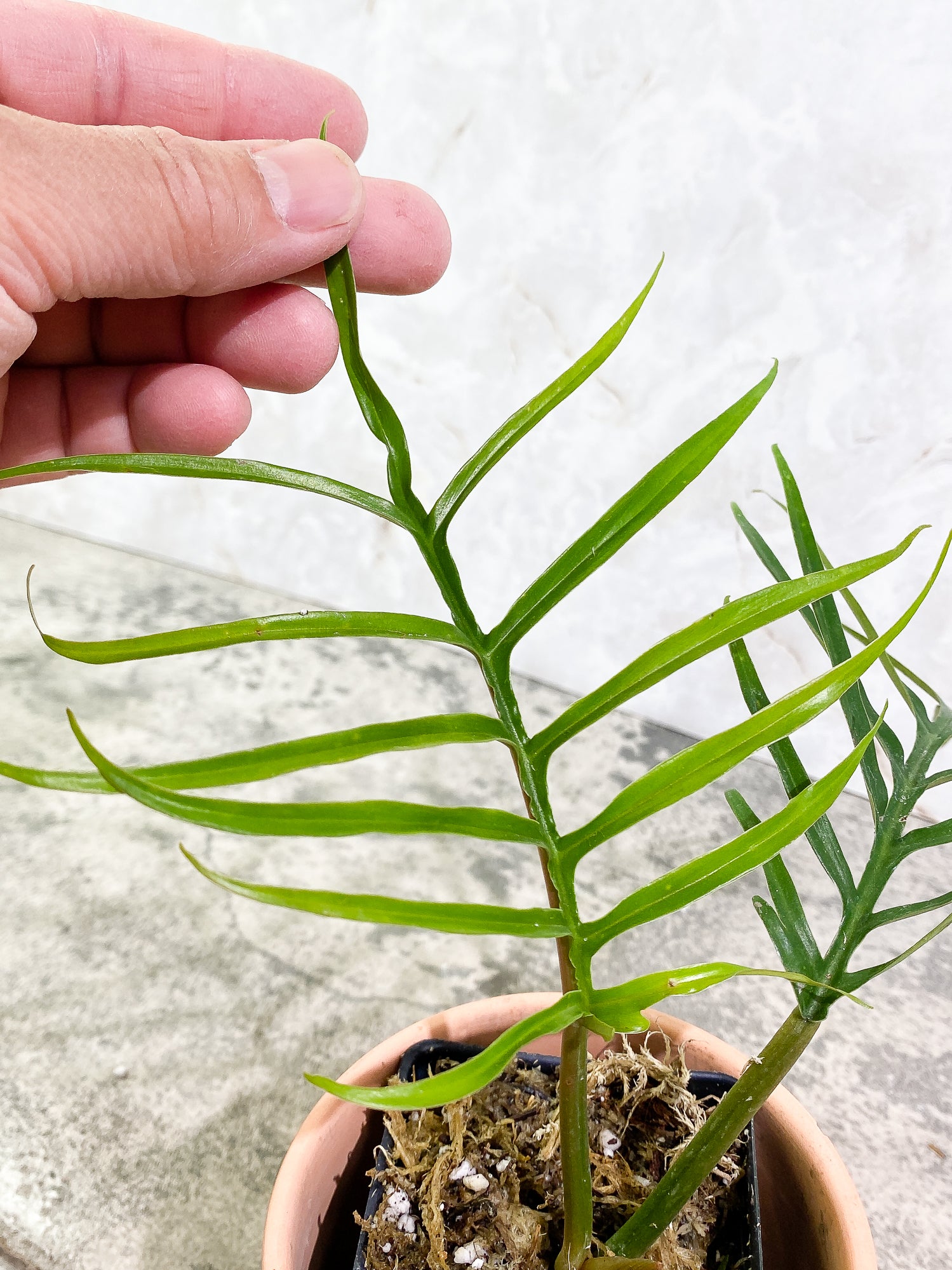 Grower Choice: Philodendron Tortum 3 leaves