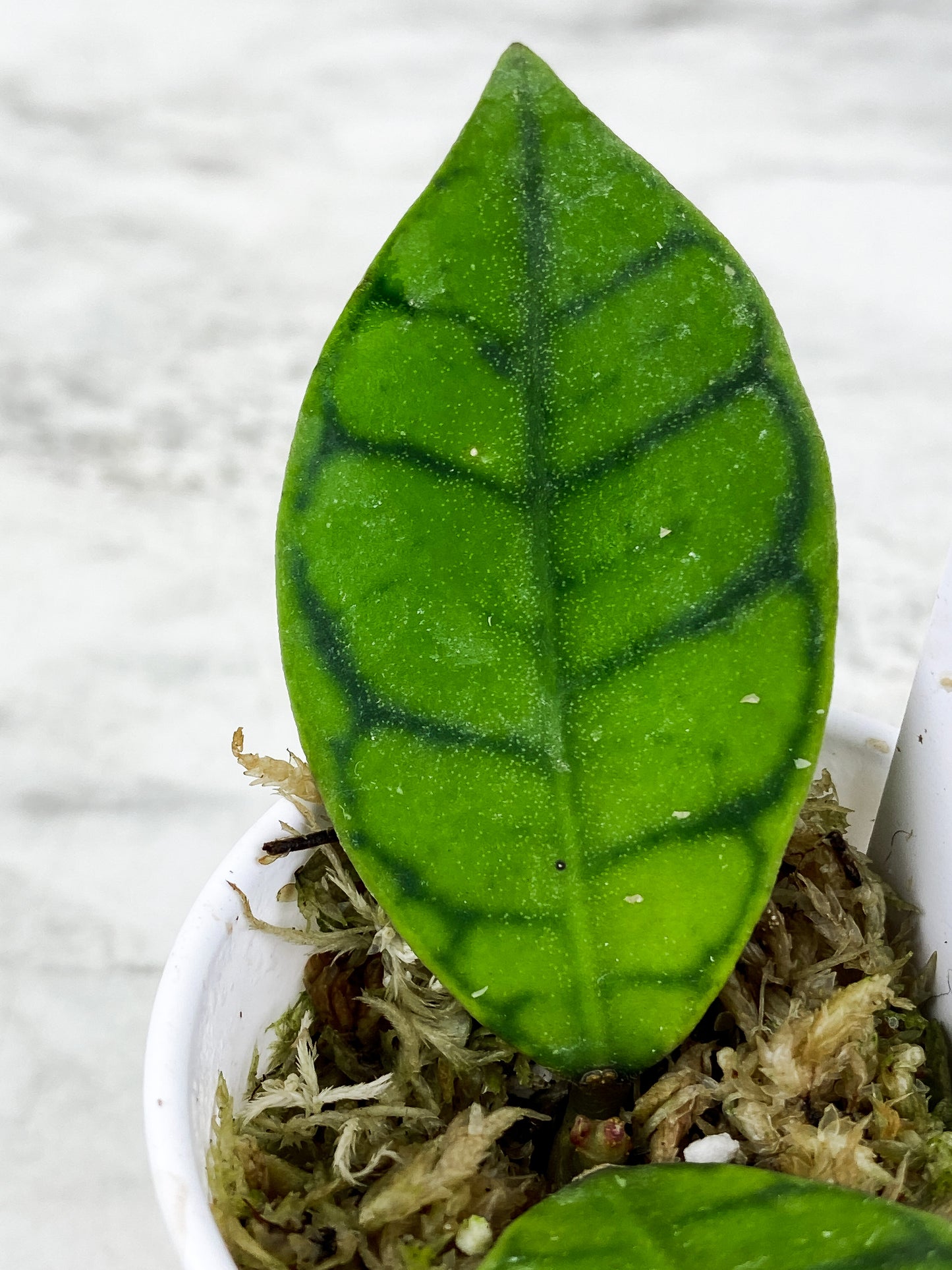 Hoya Calistophylla 2 leaves rooted