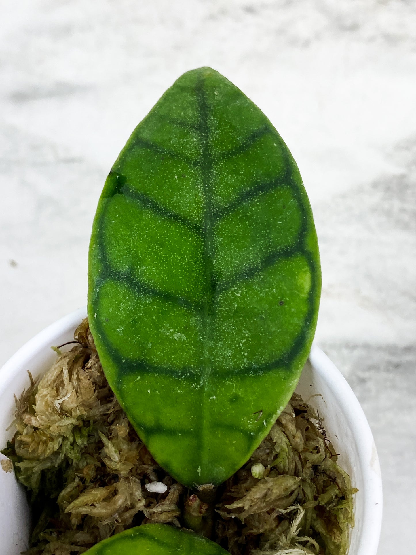 Hoya Calistophylla 2 leaves rooted