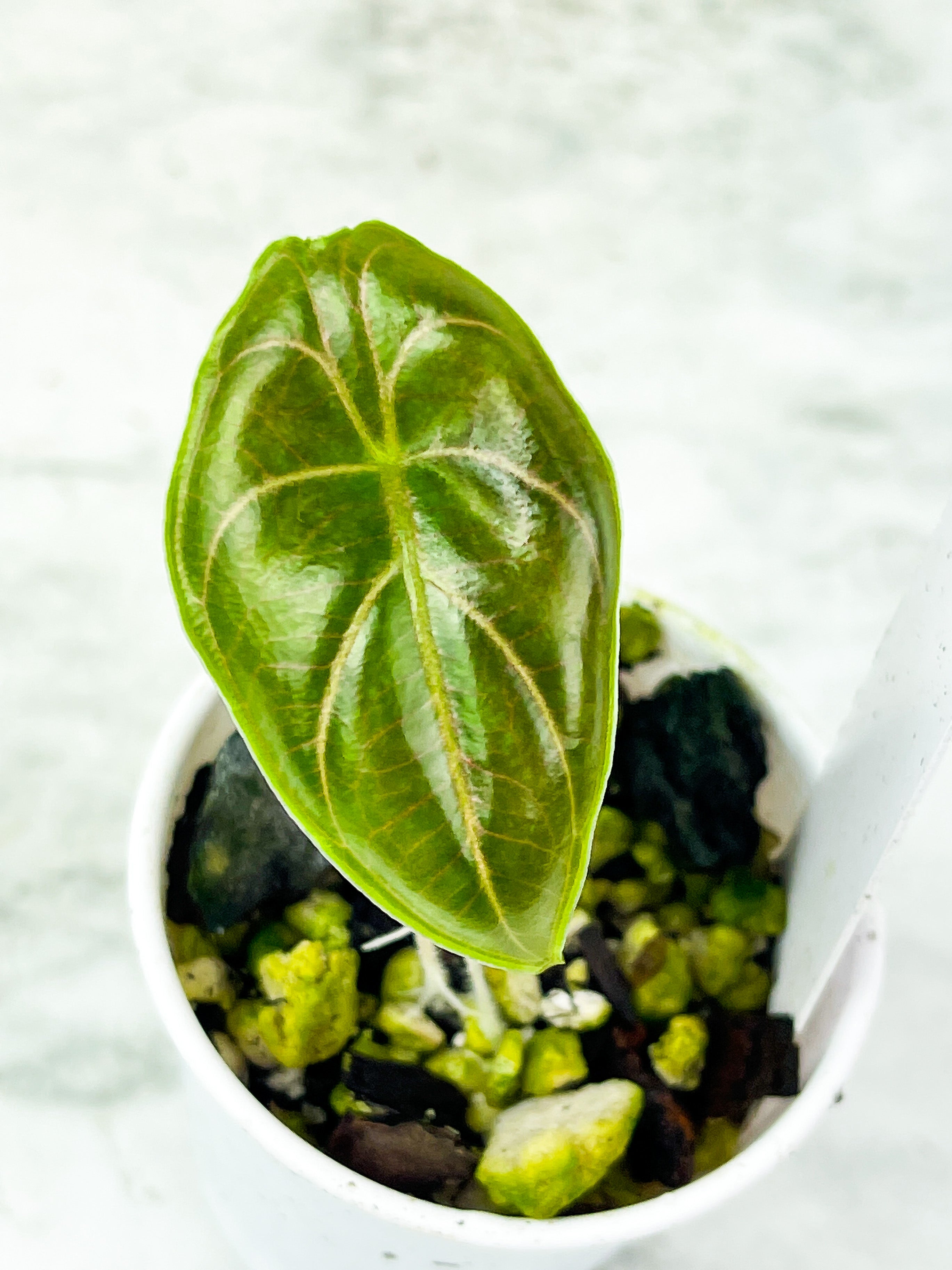 Alocasia Azlanii Rooted