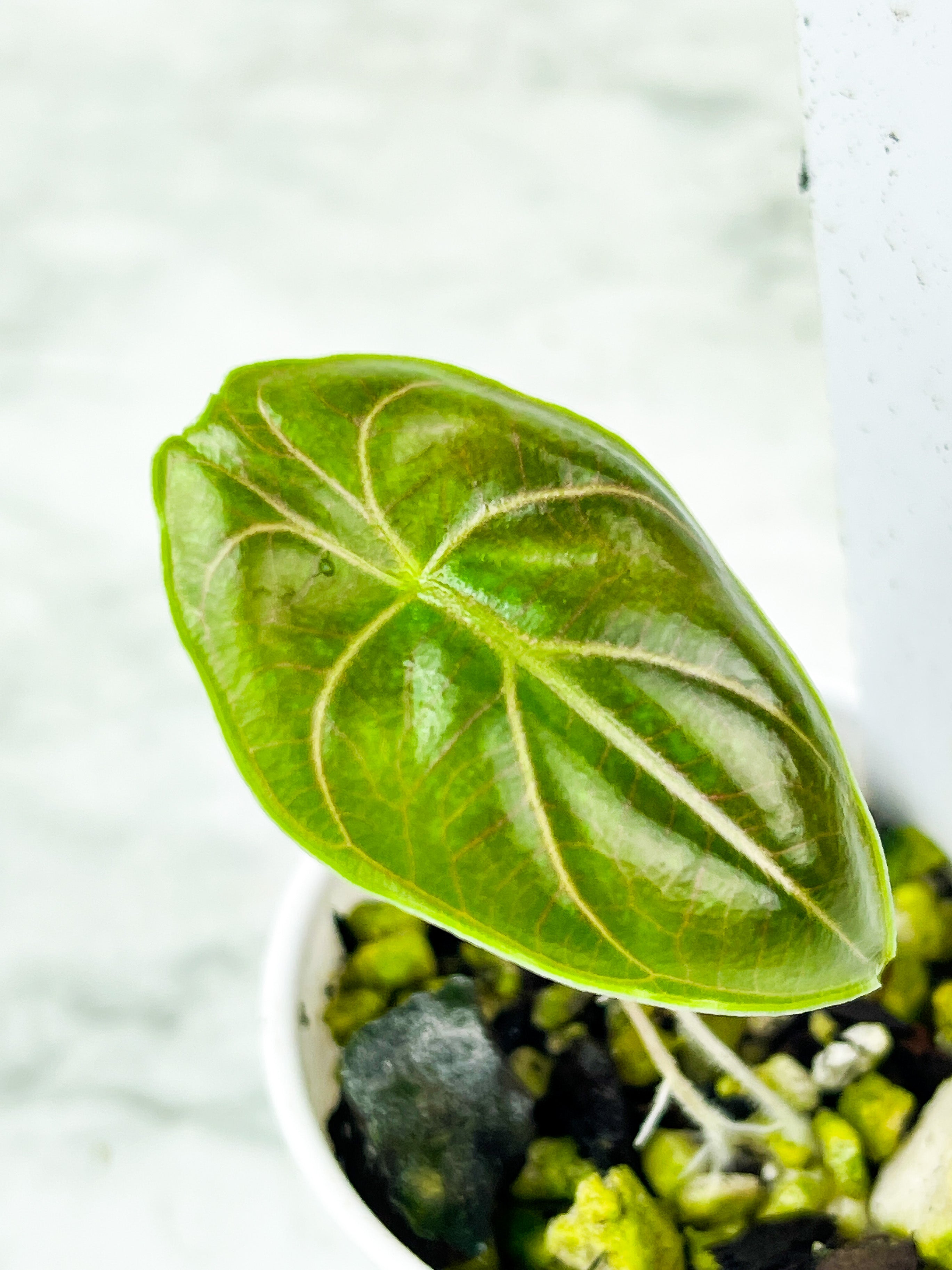 Alocasia Azlanii Rooted