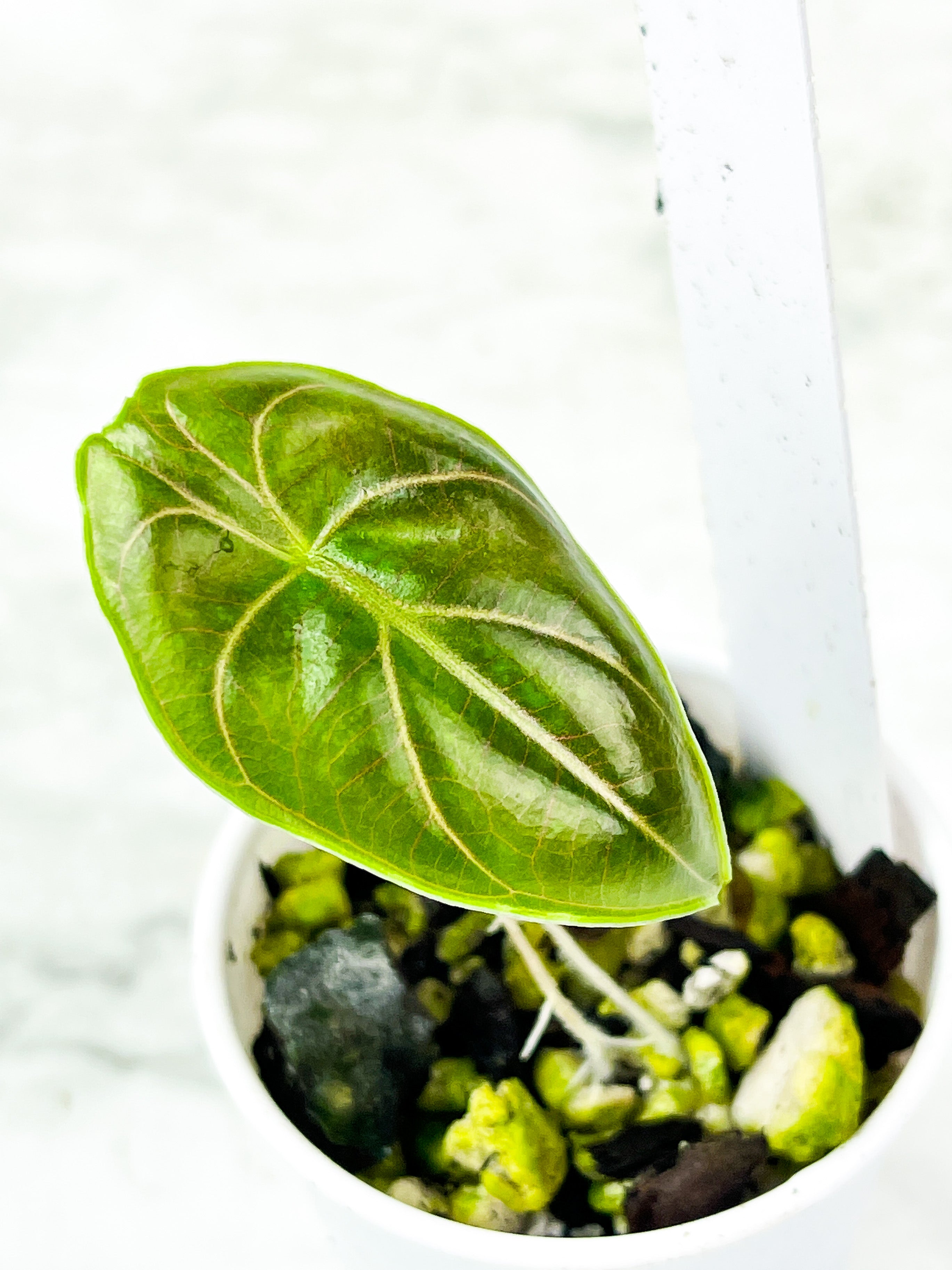 Alocasia Azlanii Rooted