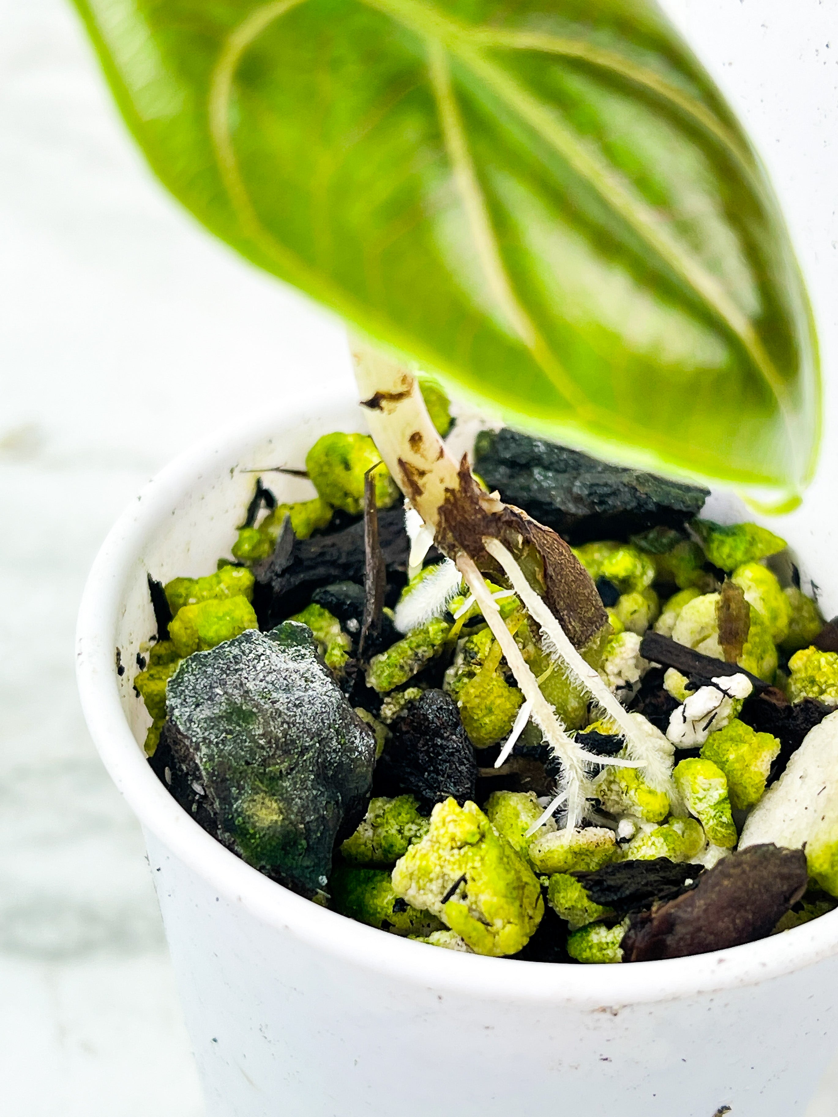 Alocasia Azlanii Rooted