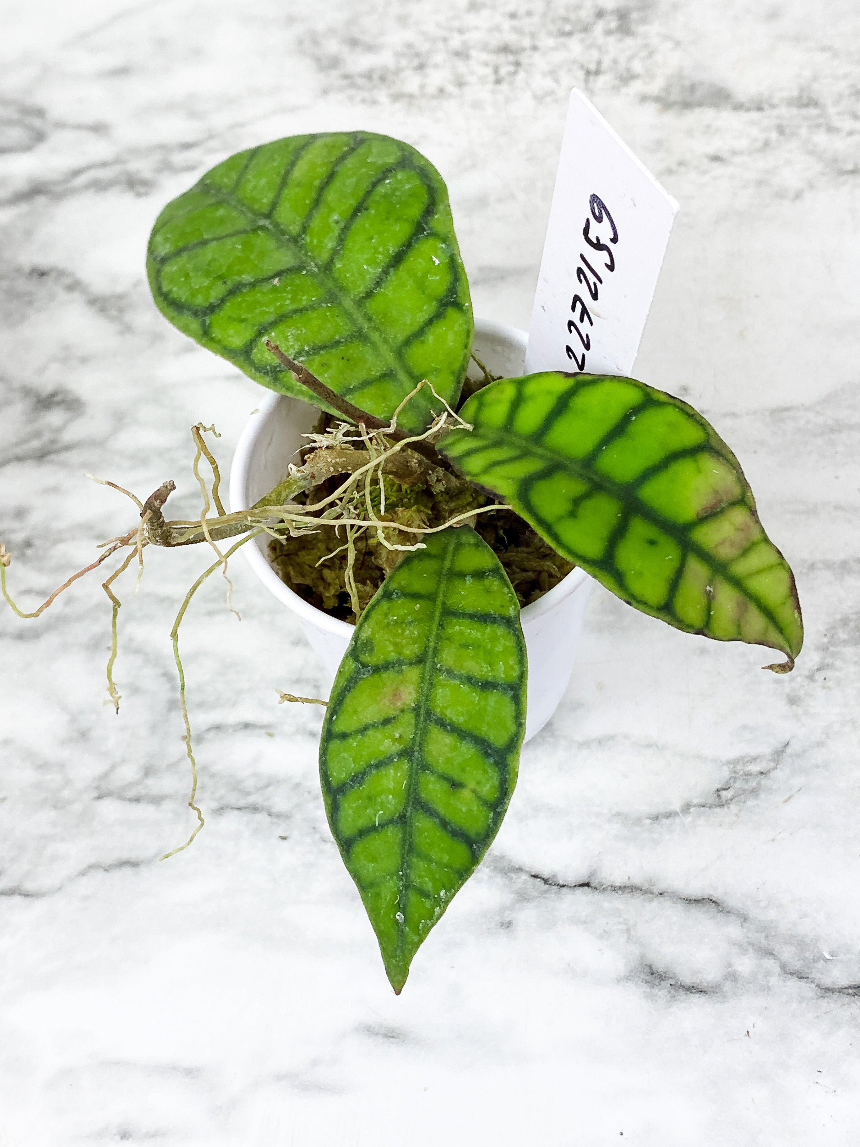 Hoya Calistophylla 2 leaves rooted and multiple new growth  points