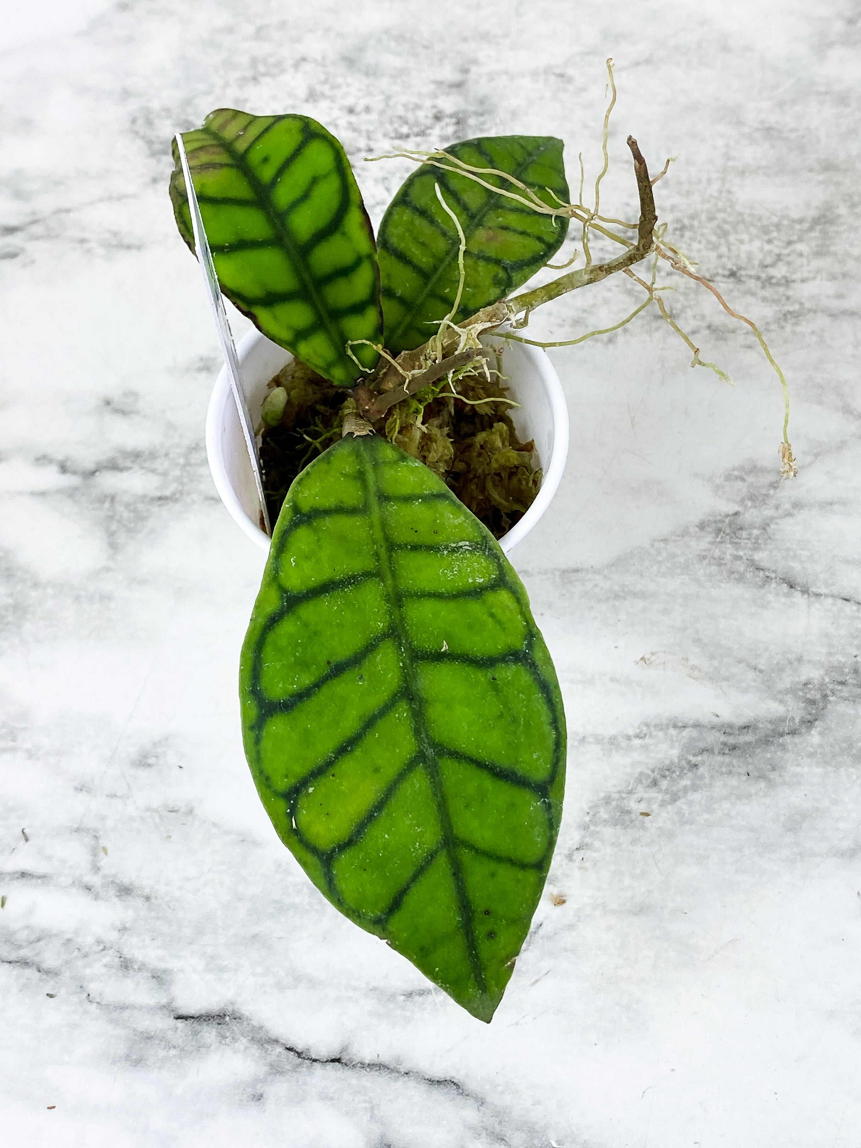 Hoya Calistophylla 2 leaves rooted and multiple new growth  points