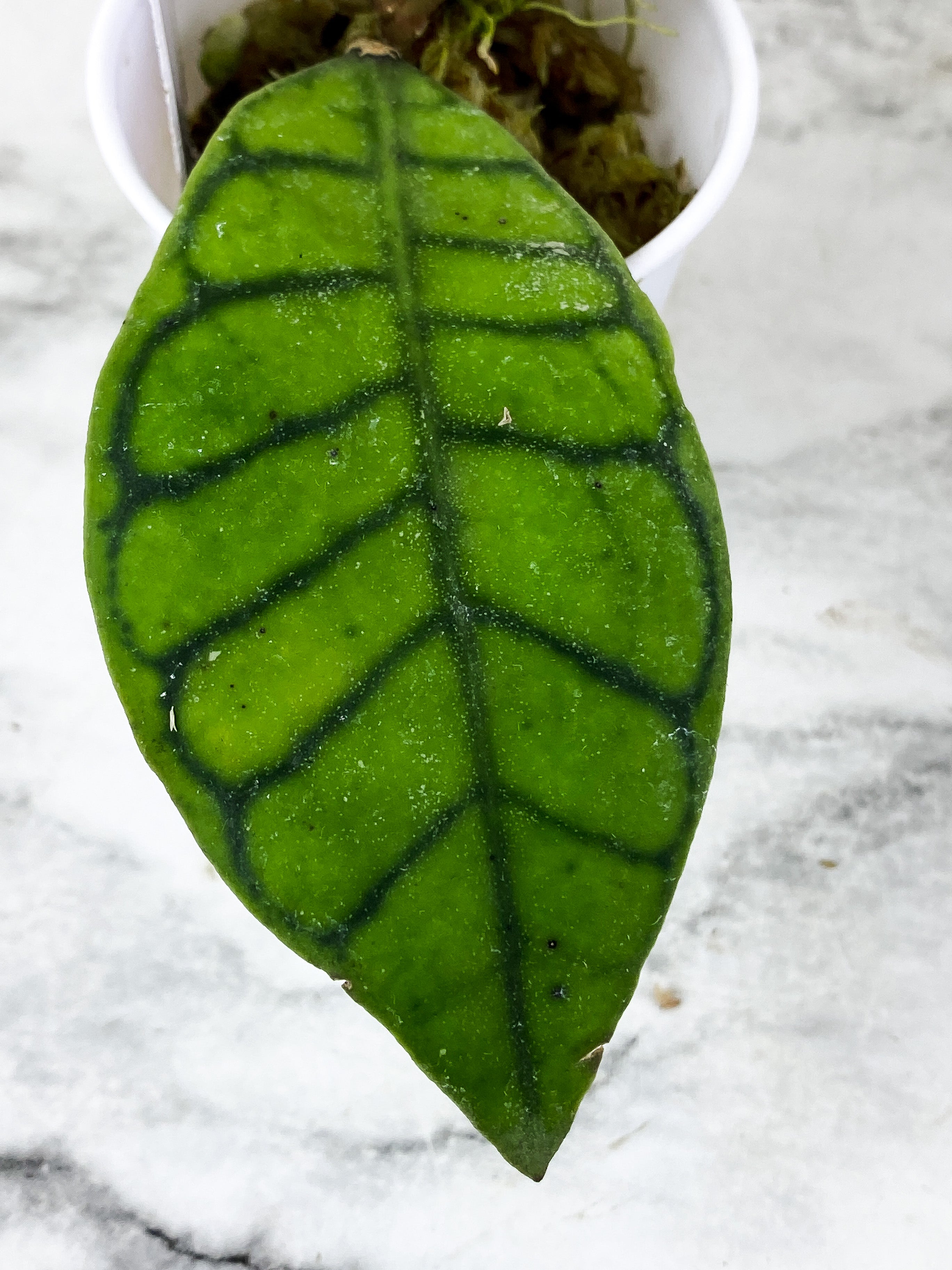 Hoya Calistophylla 2 leaves rooted and multiple new growth  points