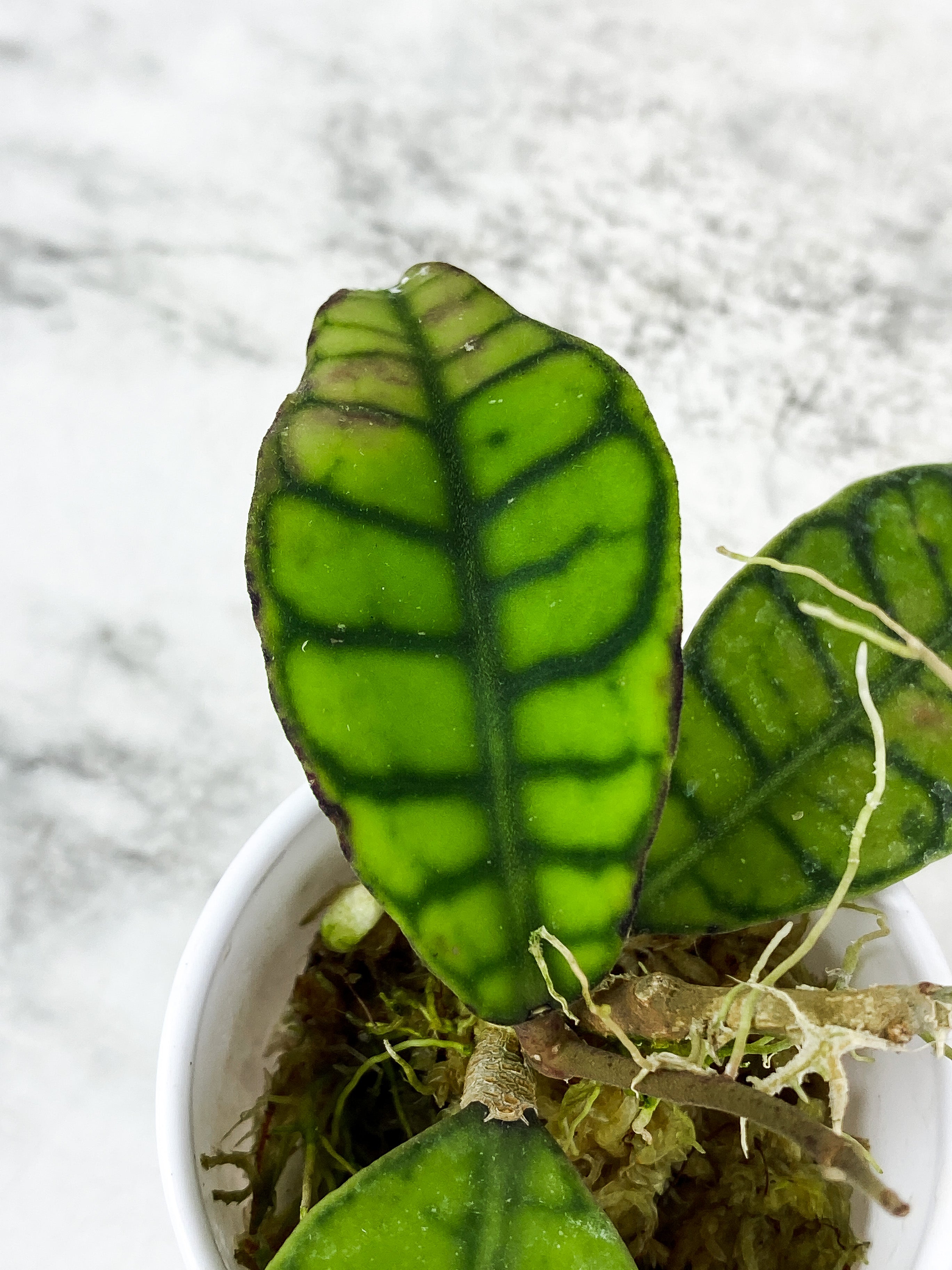 Hoya Calistophylla 2 leaves rooted and multiple new growth  points