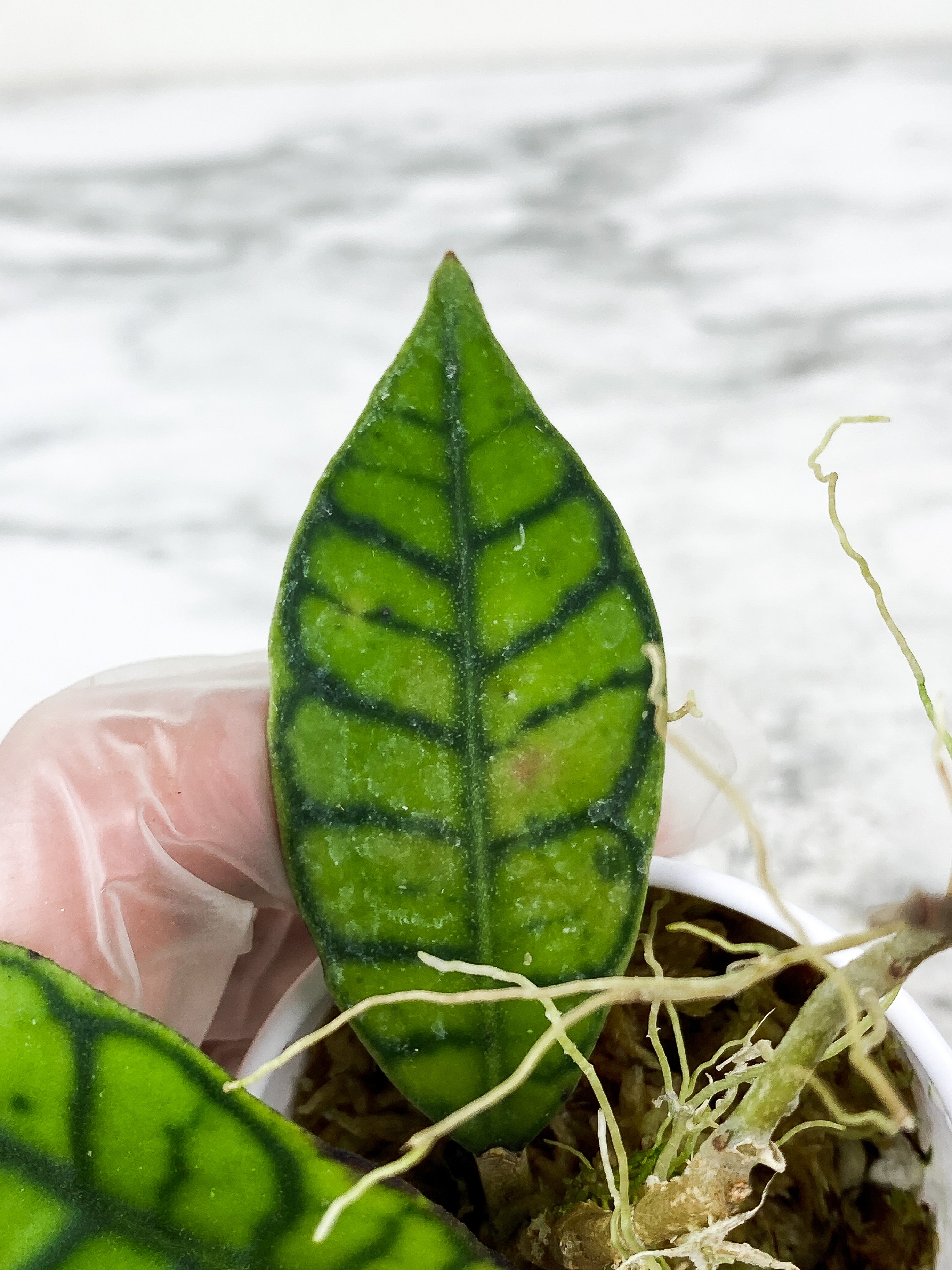 Hoya Calistophylla 2 leaves rooted and multiple new growth  points