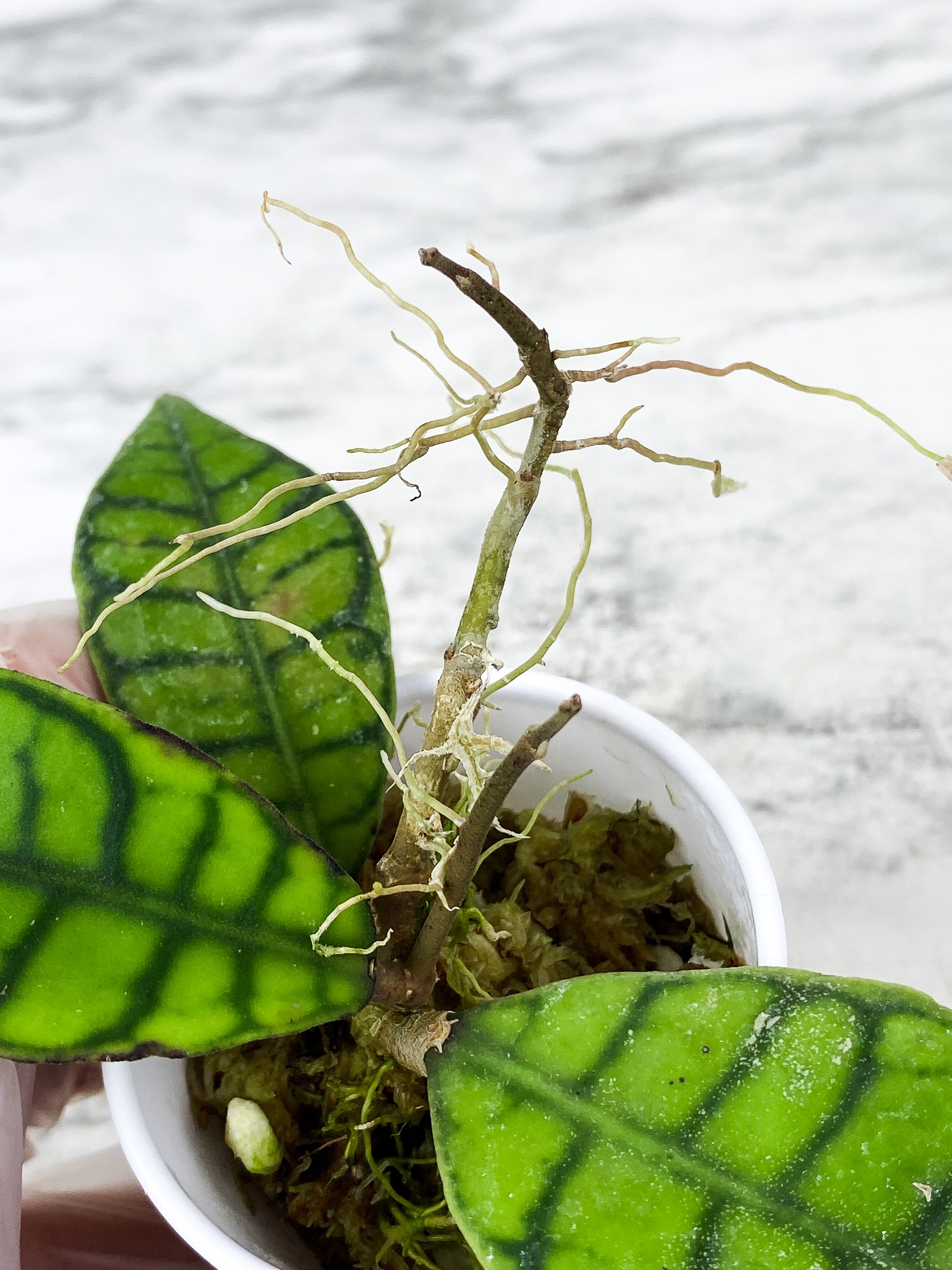 Hoya Calistophylla 2 leaves rooted and multiple new growth  points