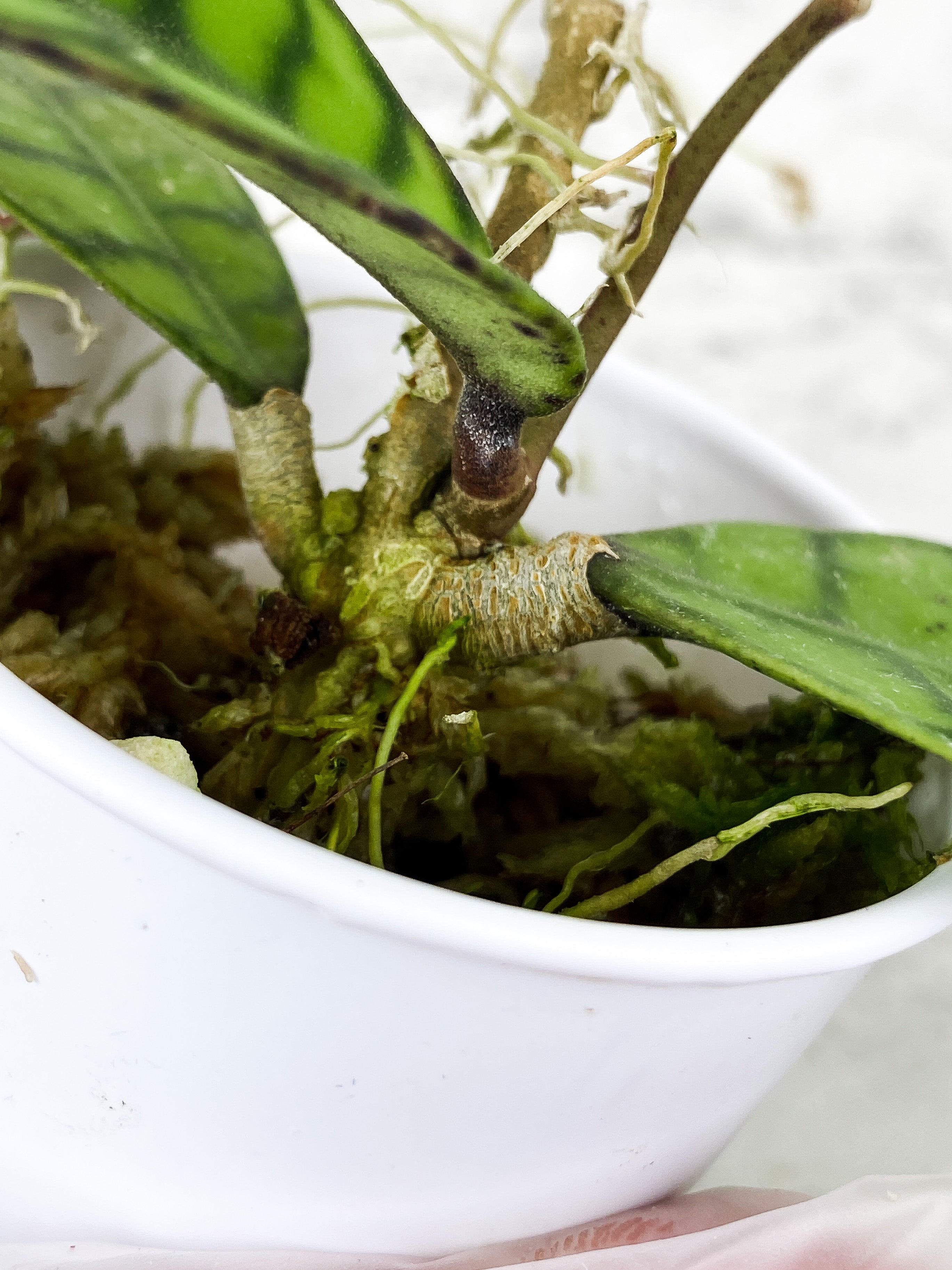 Hoya Calistophylla 2 leaves rooted and multiple new growth  points