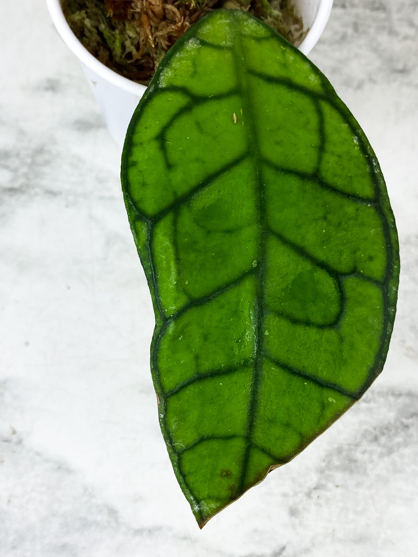 Hoya Calistophylla 1 leaf rooted and multiple new growth  points