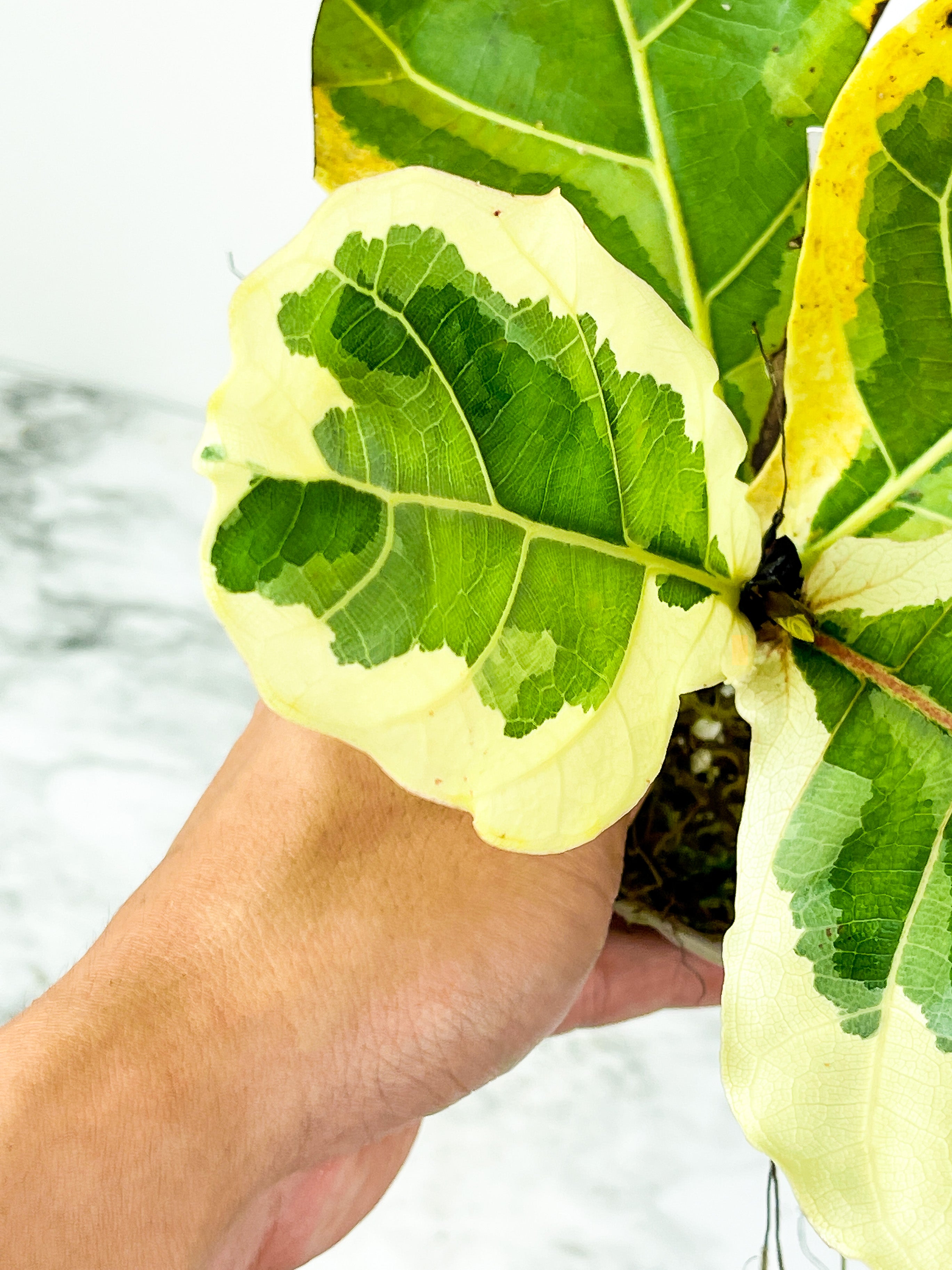 Variegated Ficus Lyrata (Variegated Fiddle Leaf Fig) Rooted 5 leaves and 2 more on the way