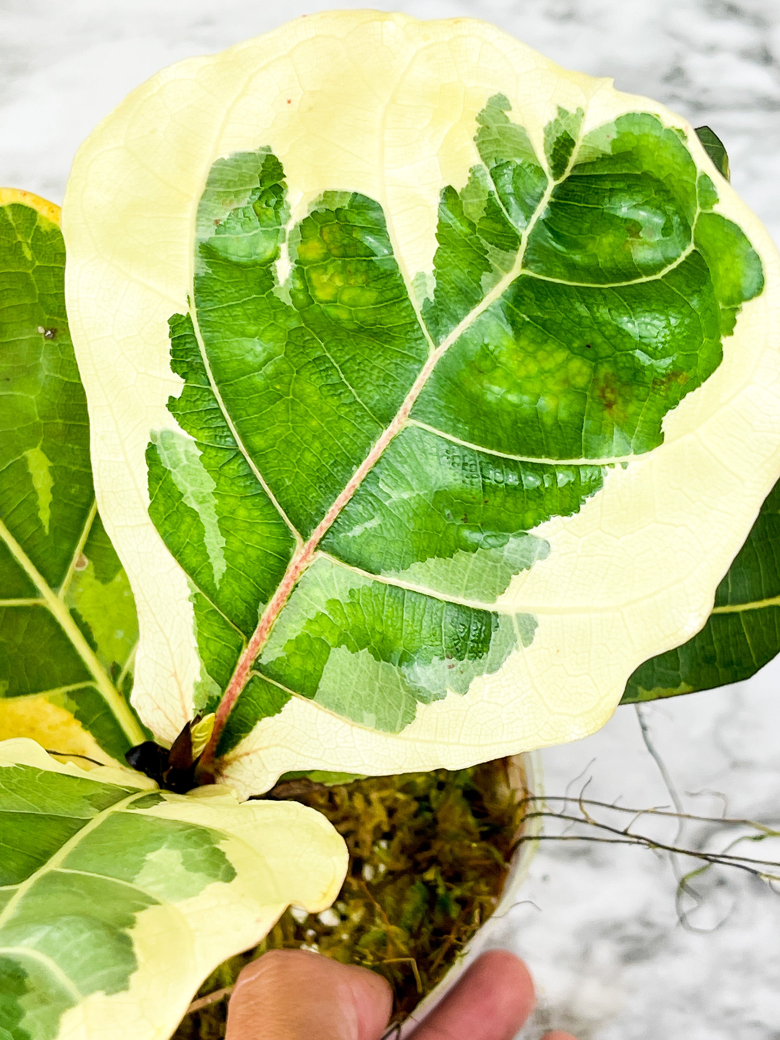 Variegated Ficus Lyrata (Variegated Fiddle Leaf Fig) Rooted 5 leaves and 2 more on the way