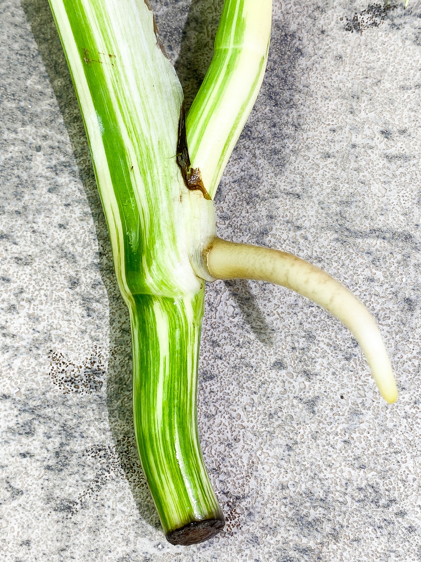 Monstera Albo 2 leaves Rooting