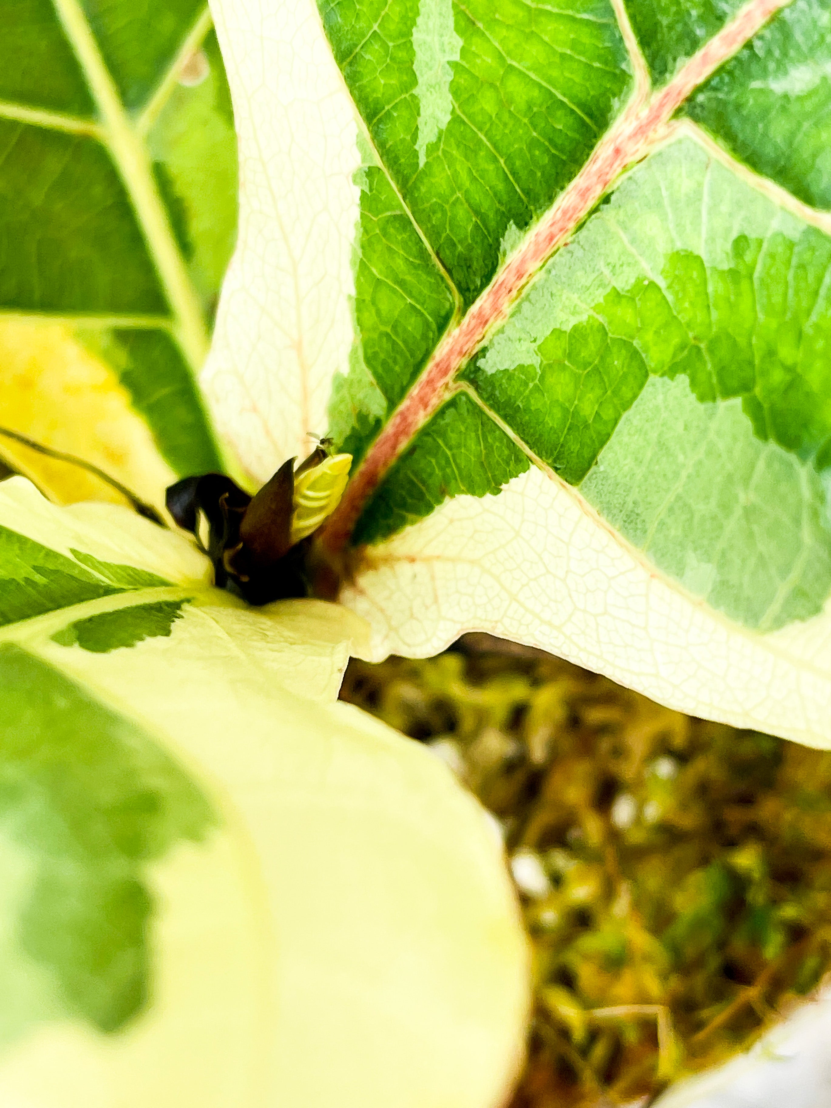 Variegated Ficus Lyrata (Variegated Fiddle Leaf Fig) Rooted 5 leaves and 2 more on the way