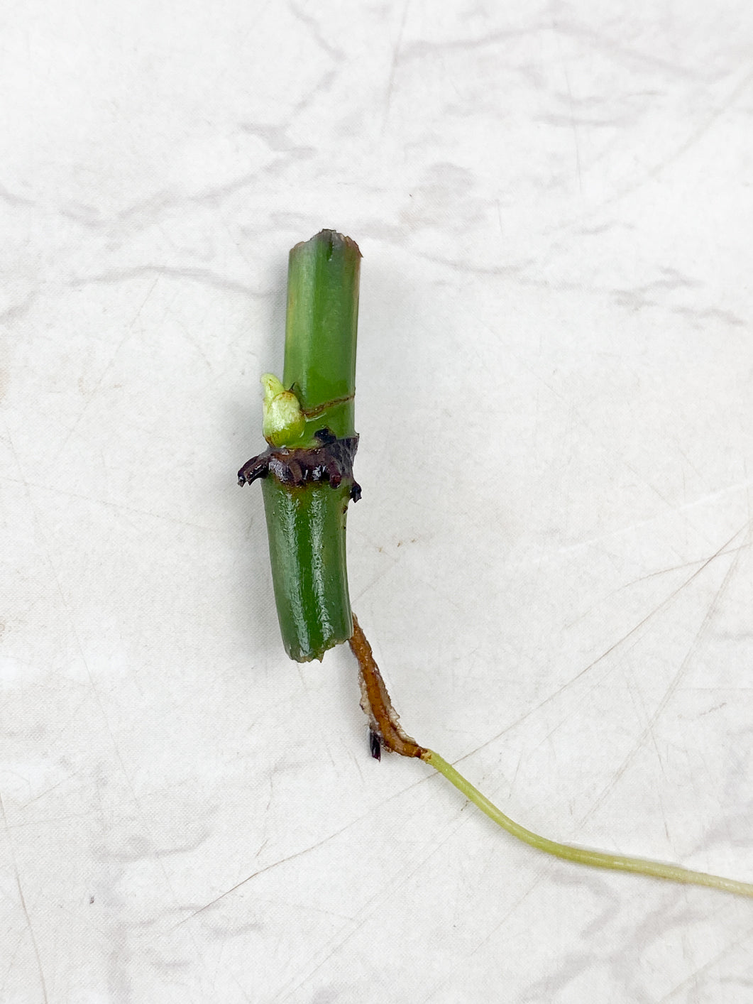 Philodendron Melanochrysum  variegated  node