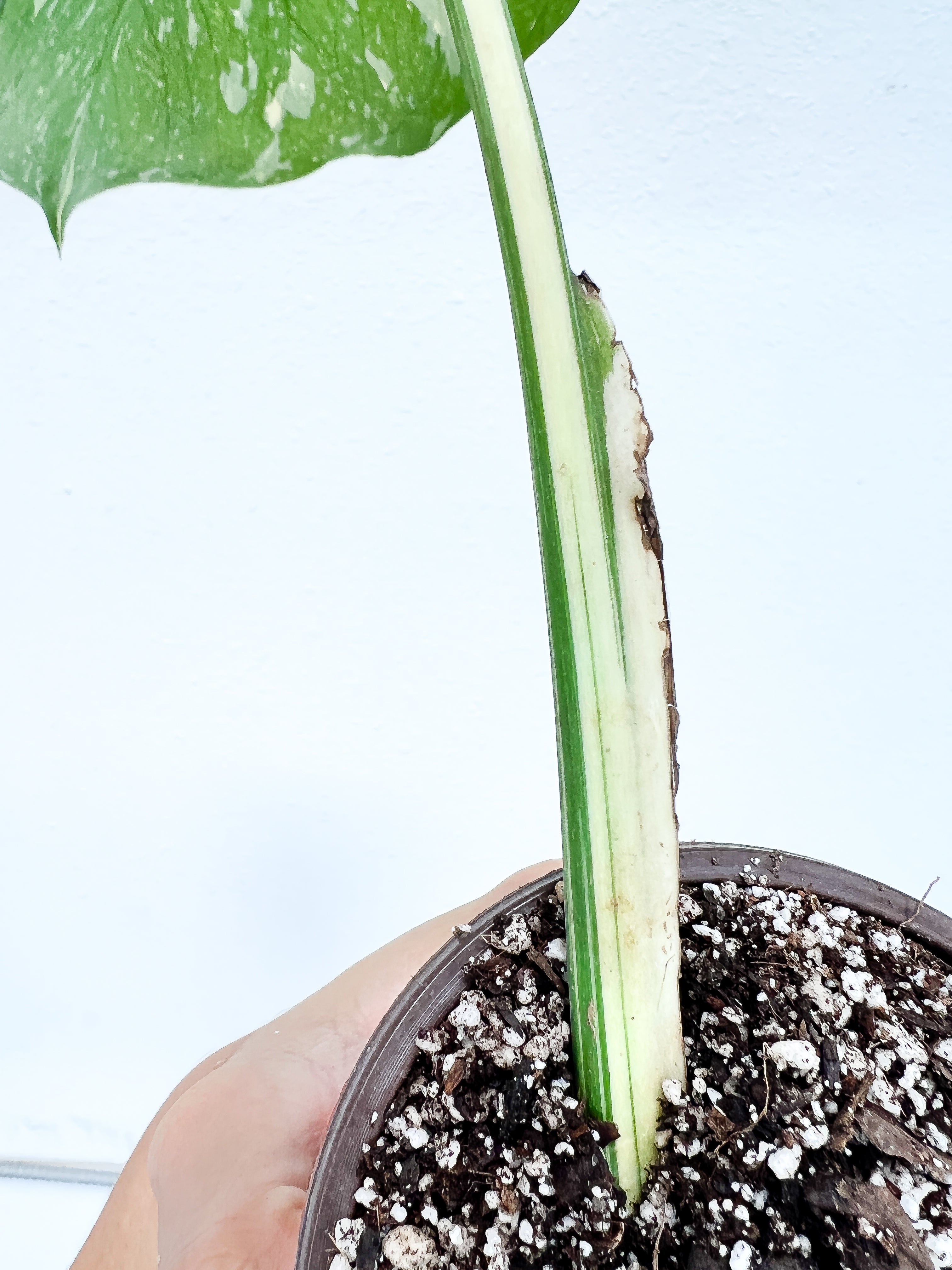 Monstera Thai Constellation  Slightly Rooted