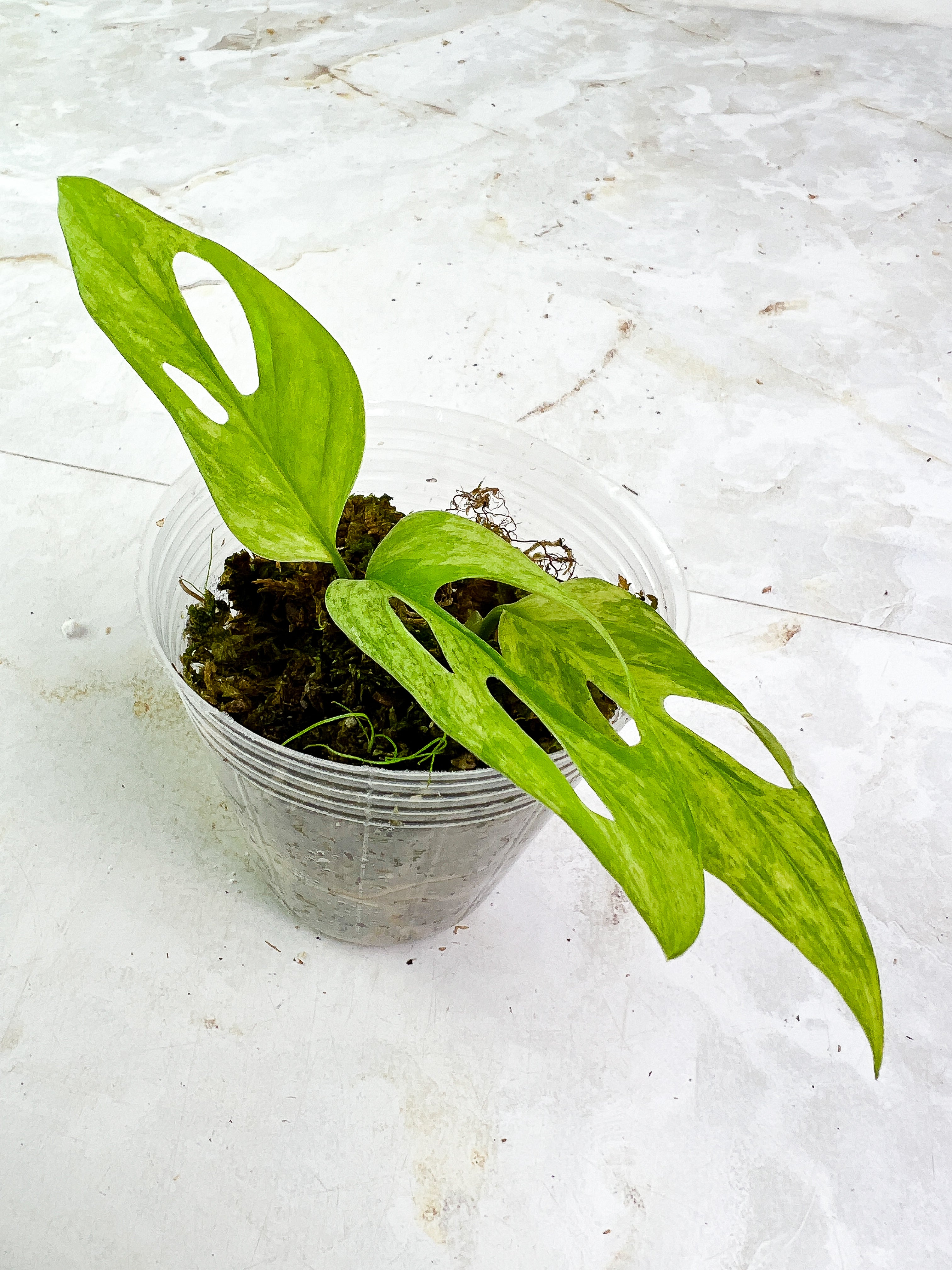 Monstera adansonii mint/aurea rooted 3 leaves rooted highly variegated