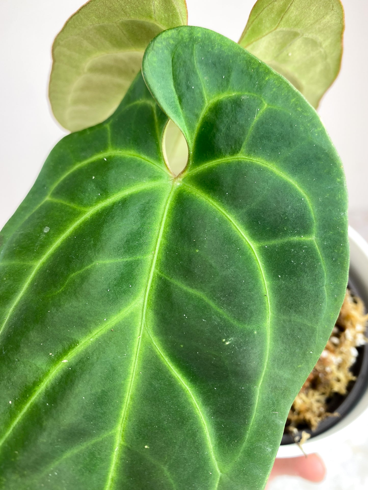 Anthurium Besseae aff Rooted