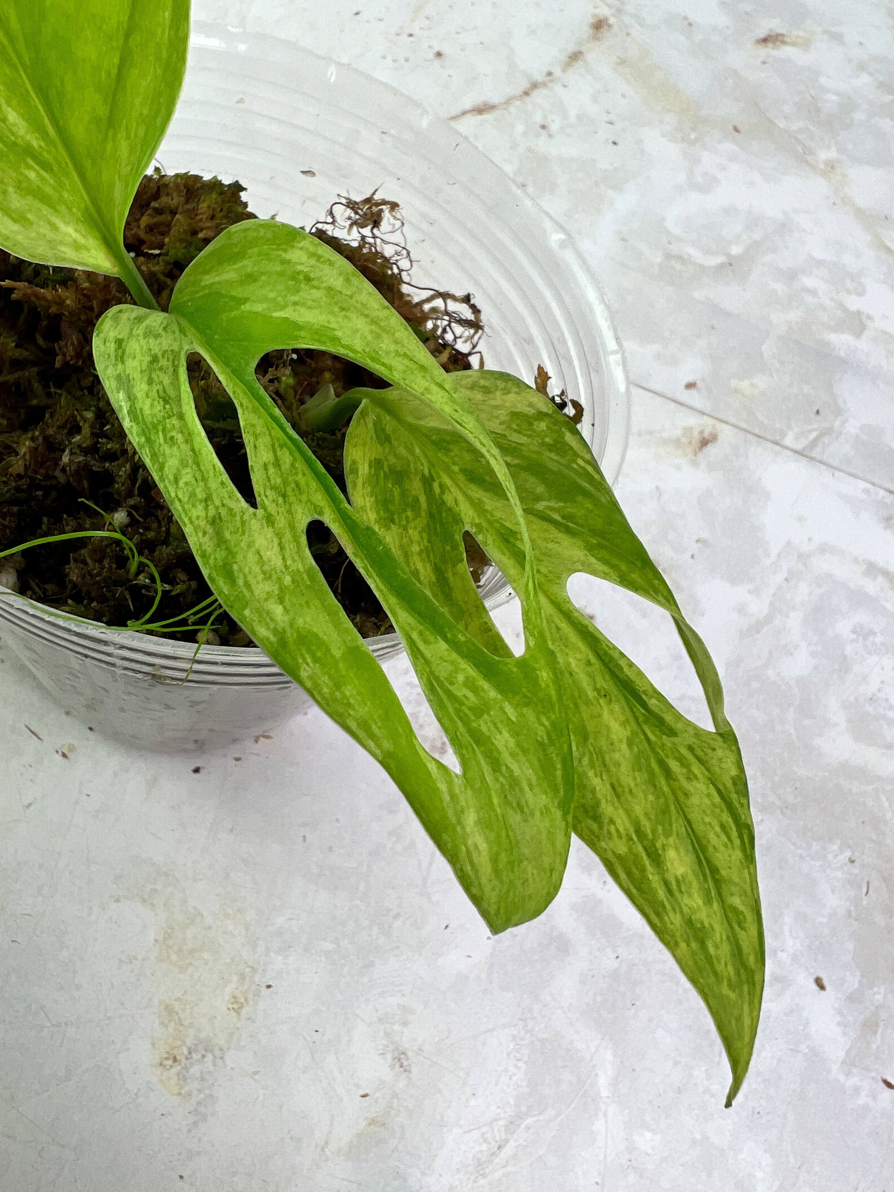 Monstera adansonii mint/aurea rooted 3 leaves rooted highly variegated