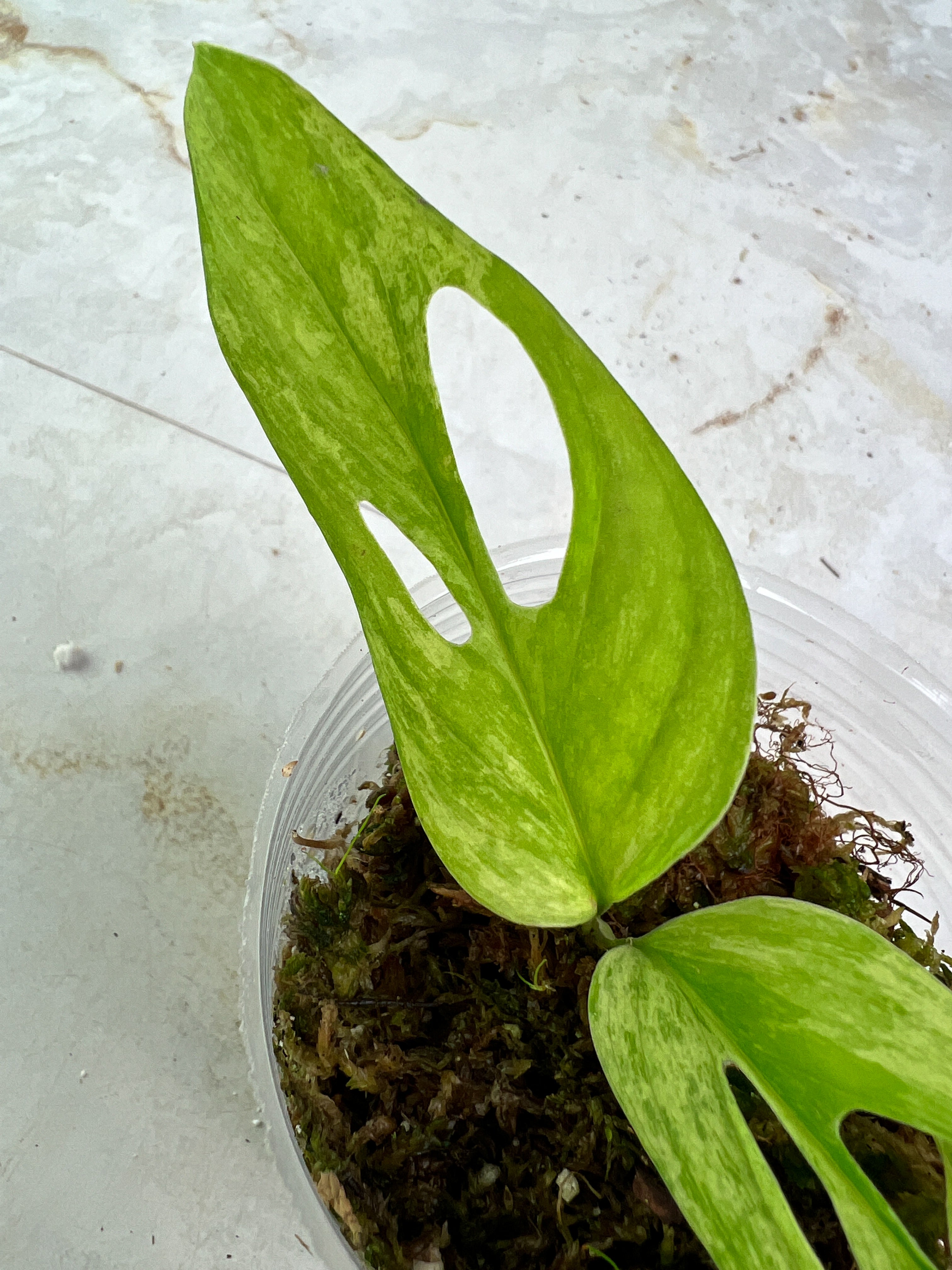 Monstera adansonii mint/aurea rooted 3 leaves rooted highly variegated