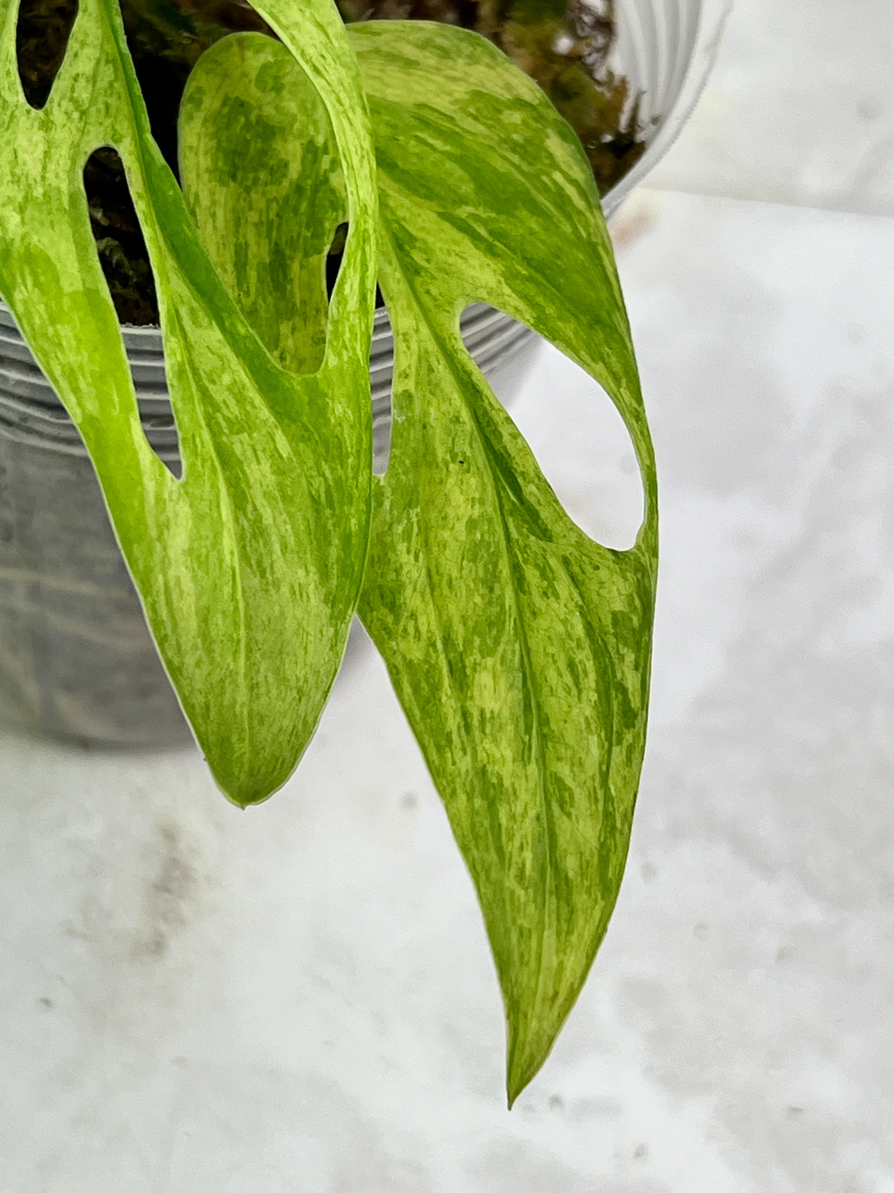 Monstera adansonii mint/aurea rooted 3 leaves rooted highly variegated