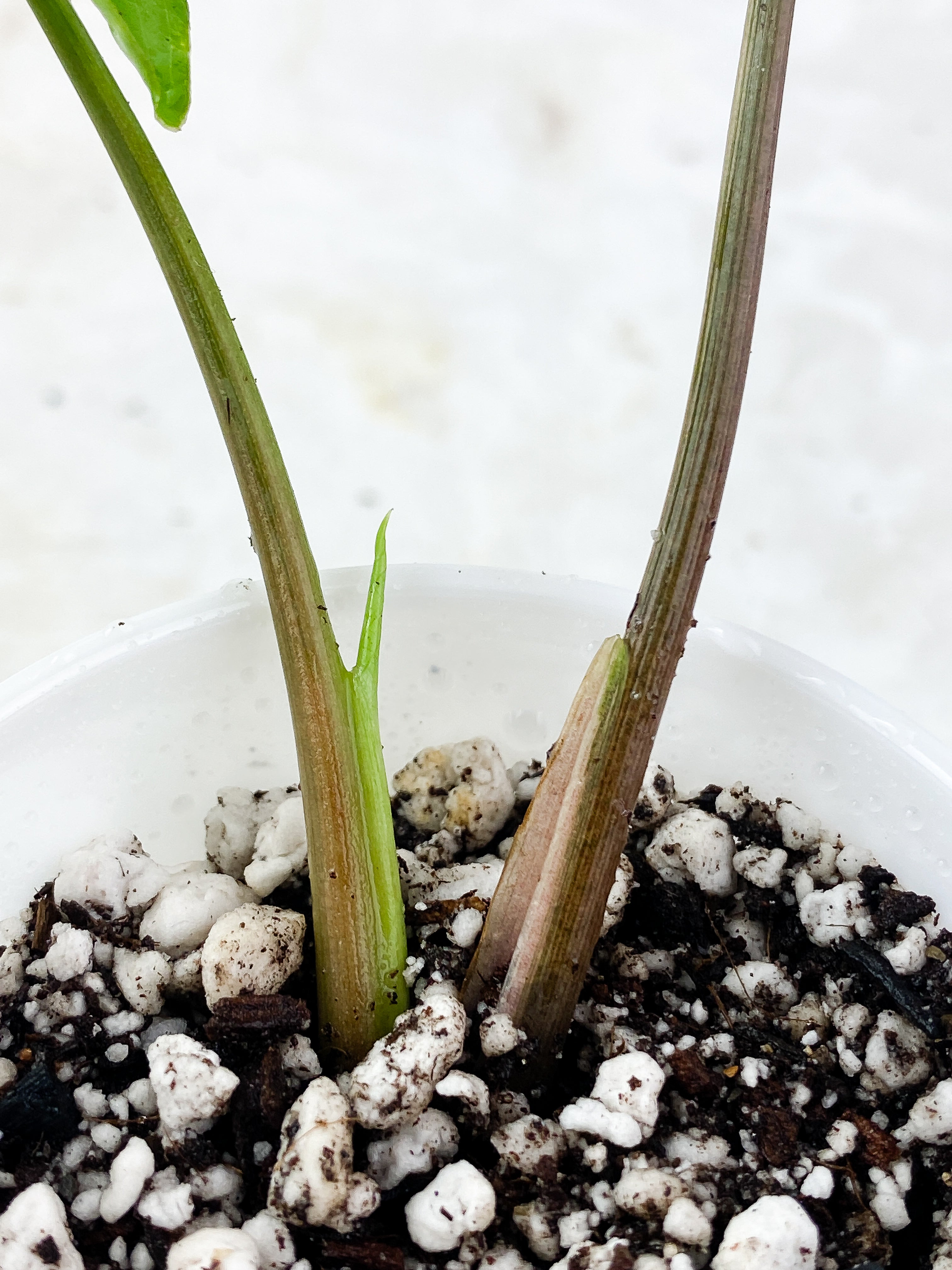 Syngonium Aurea Slightly Rooted 2 leaves 1 sprout