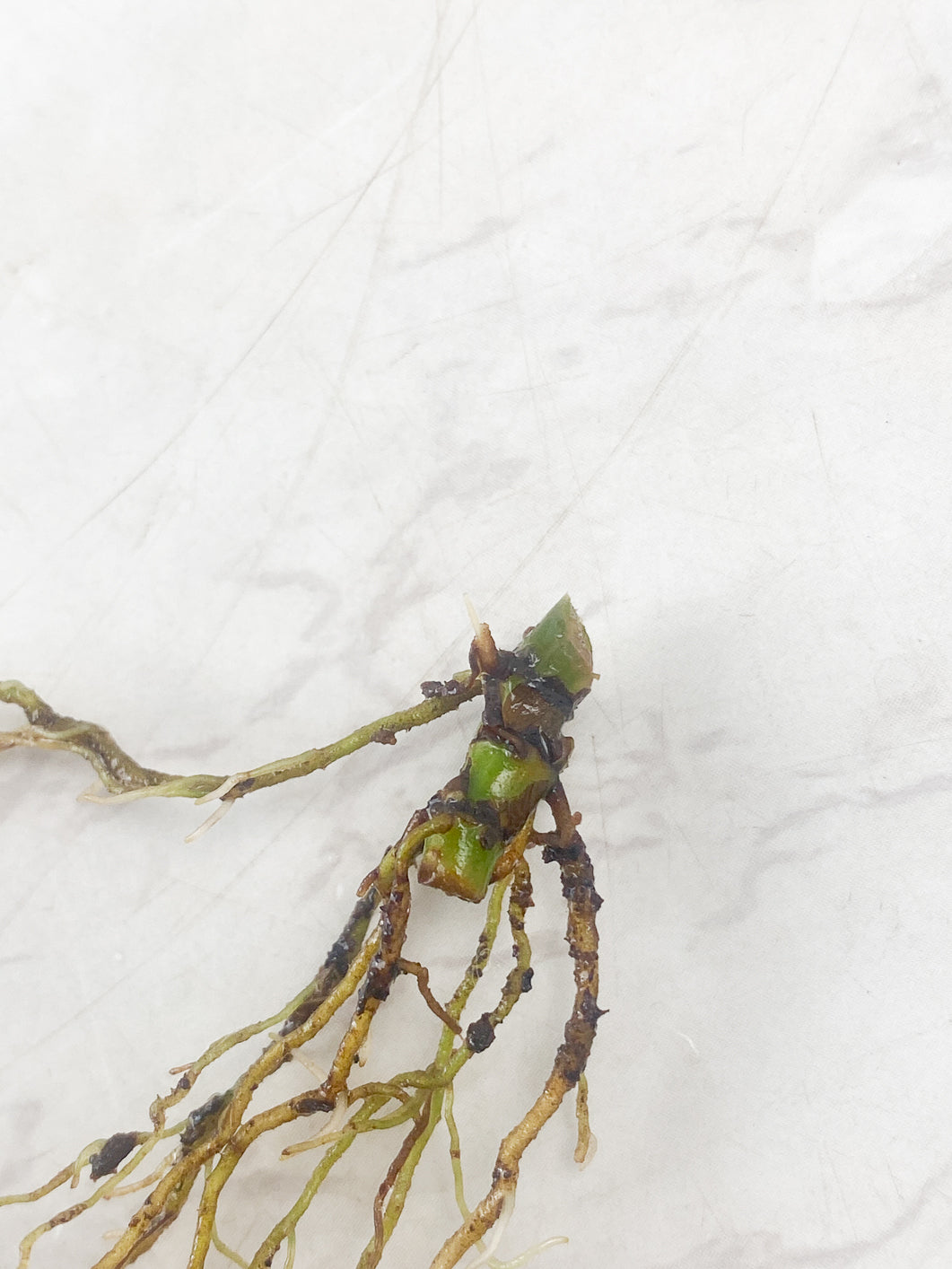 Philodendron Melanochrysum  variegated triple node