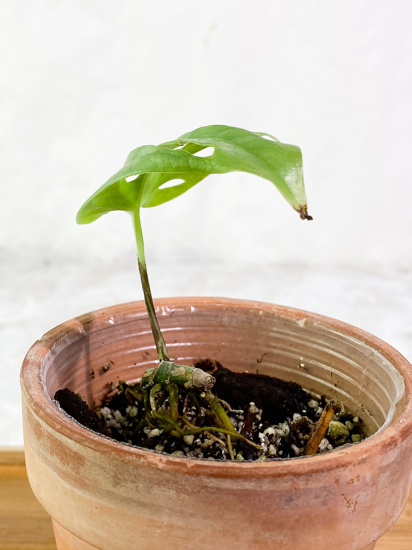 Amydrium silver node 1 leaf rooted